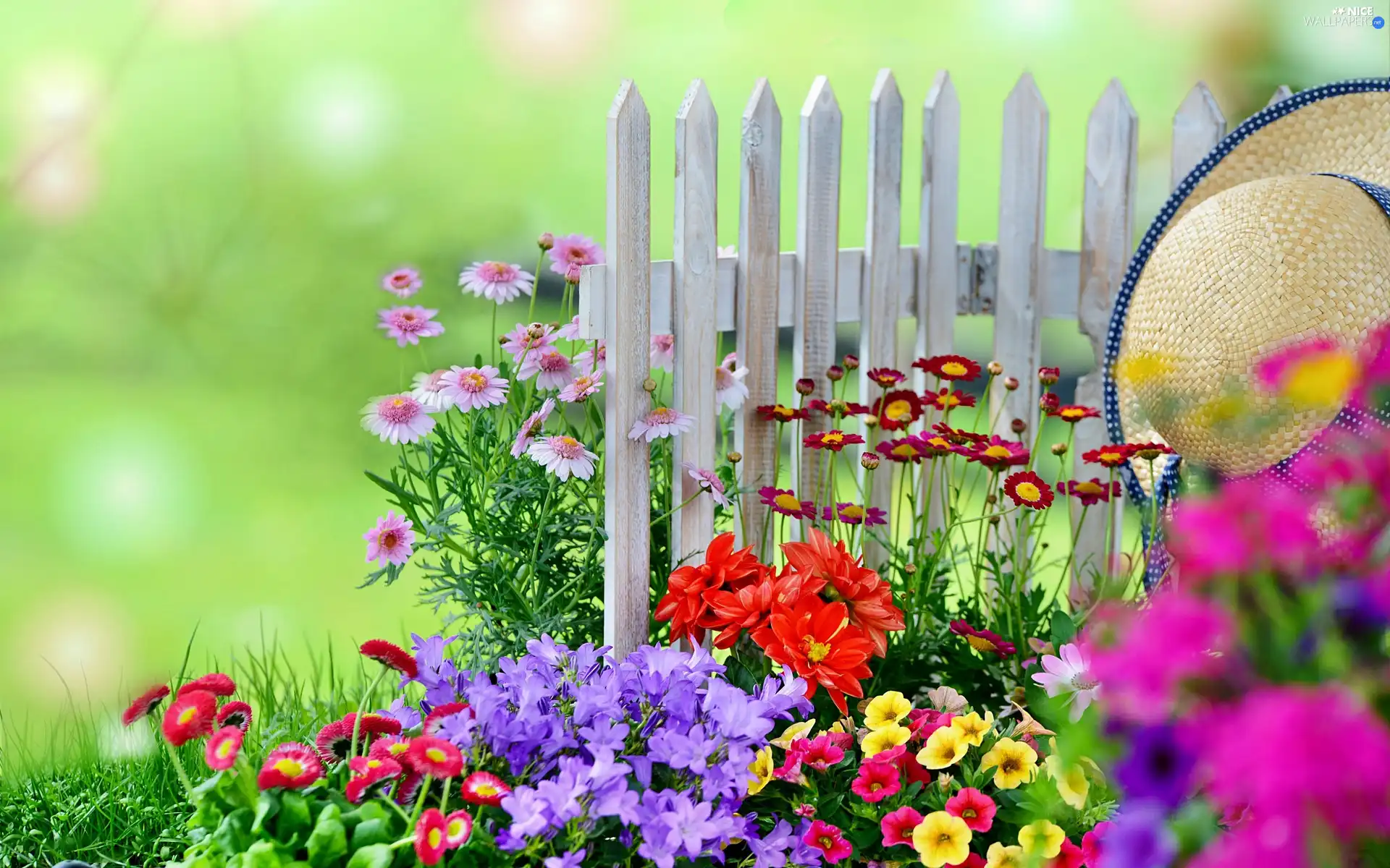 Hurdle, Hat, color, Flowers, garden