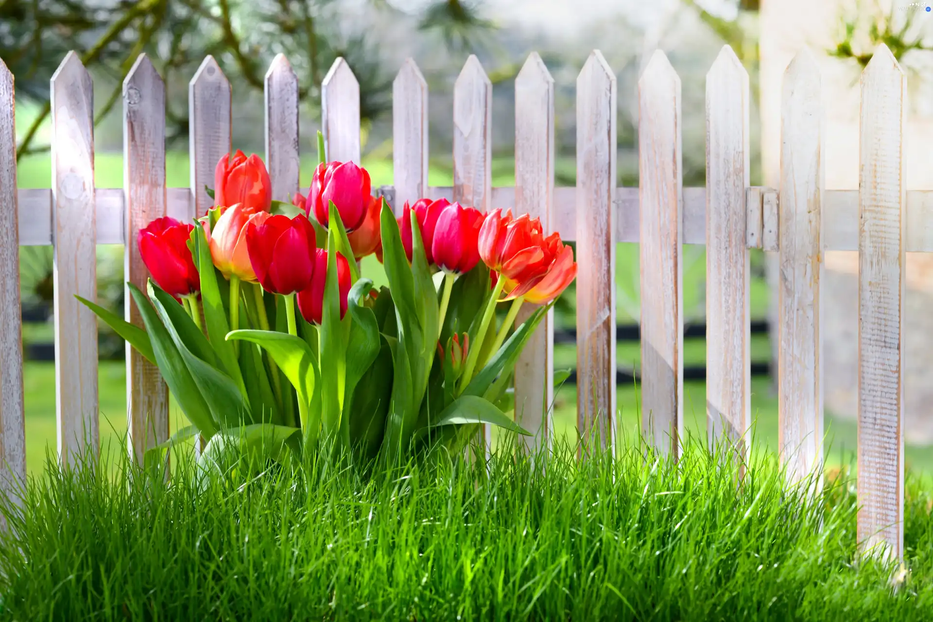 Hurdle, Red, Tulips