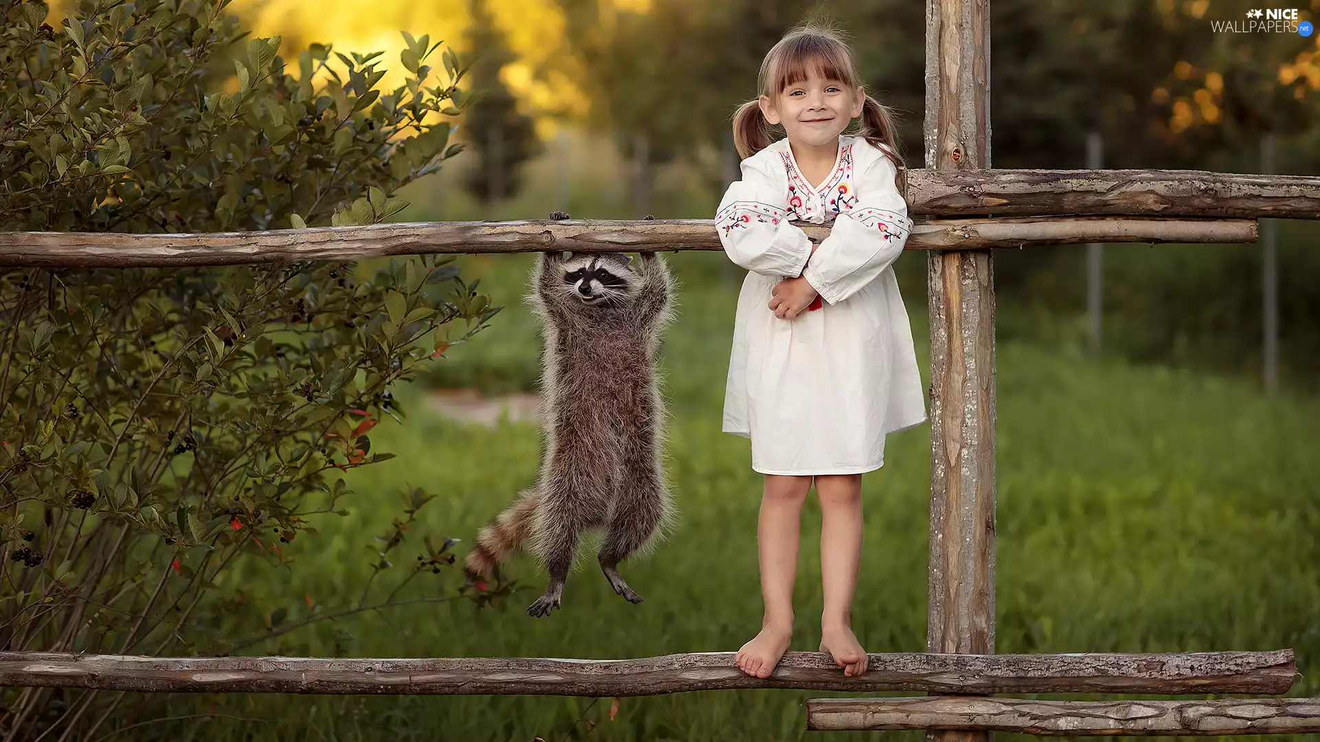 raccoon, Hurdle, White, dress, girl
