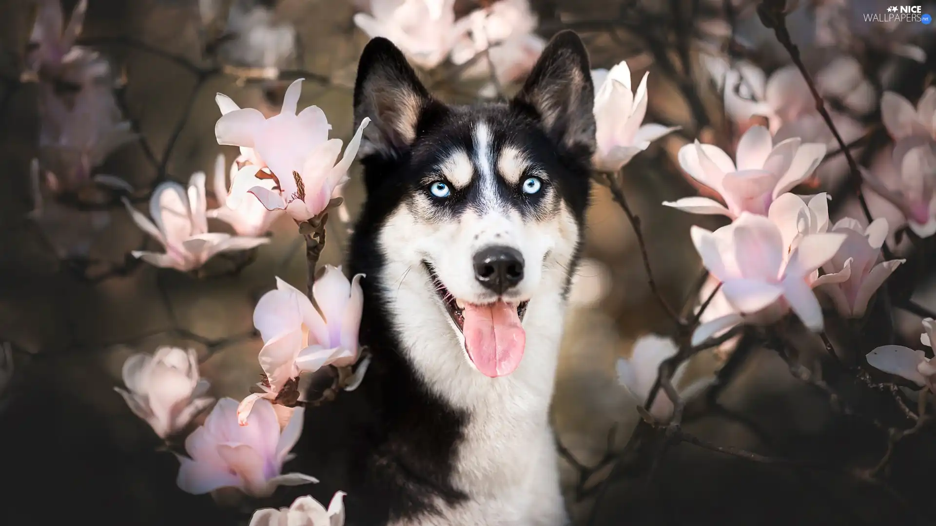 Flowers, Magnolias, Siberian Husky, muzzle, dog