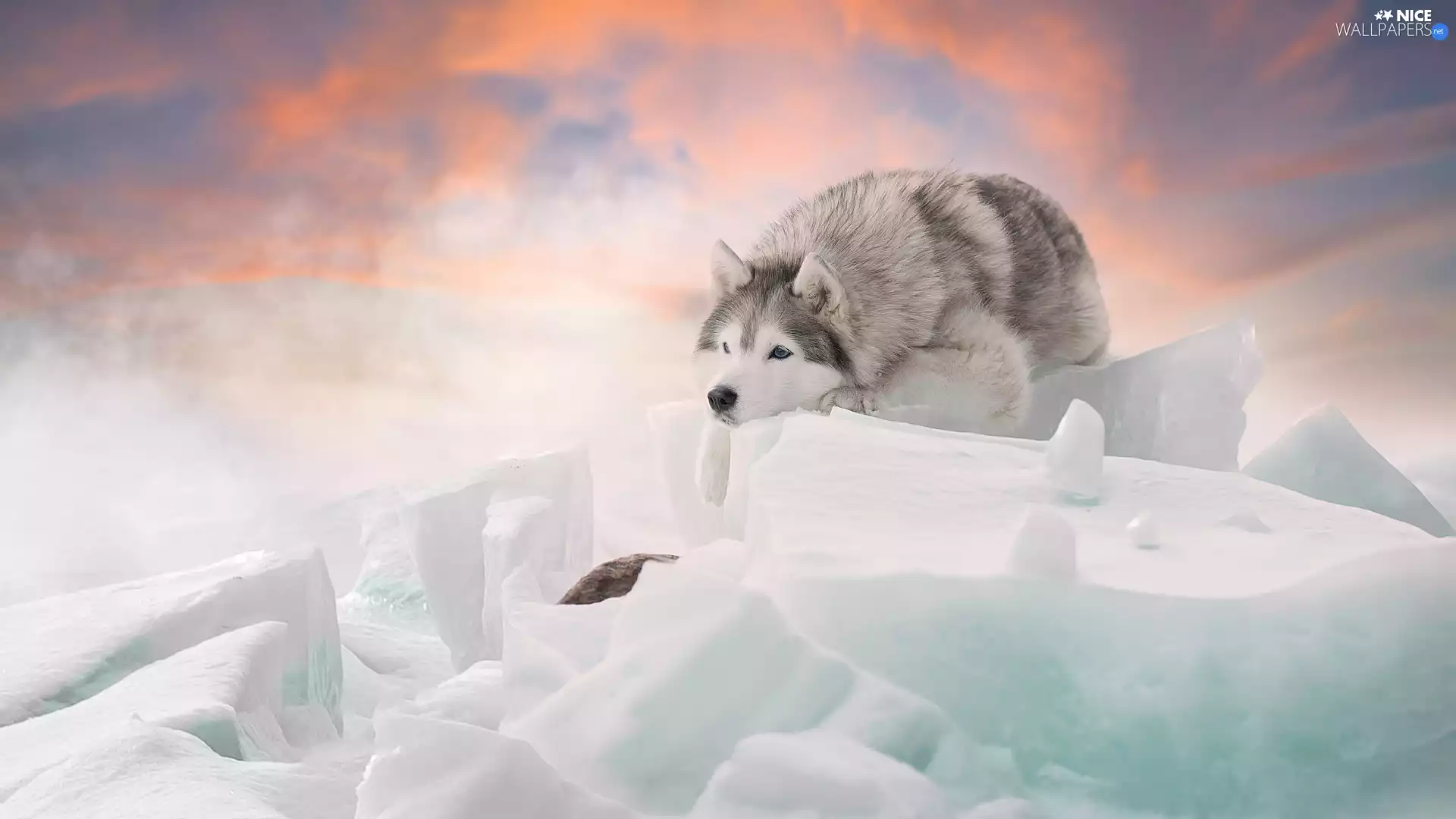 lumps, winter, Siberian Husky, snow, dog