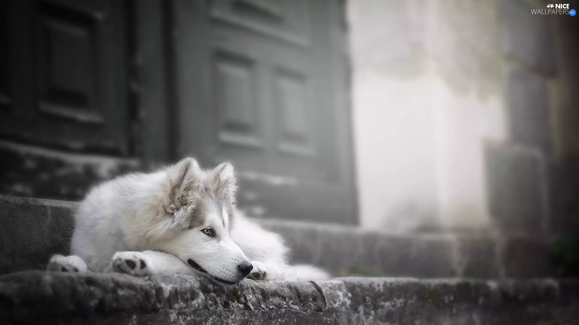 Stairs, Doors, Siberian Husky, muzzle, dog