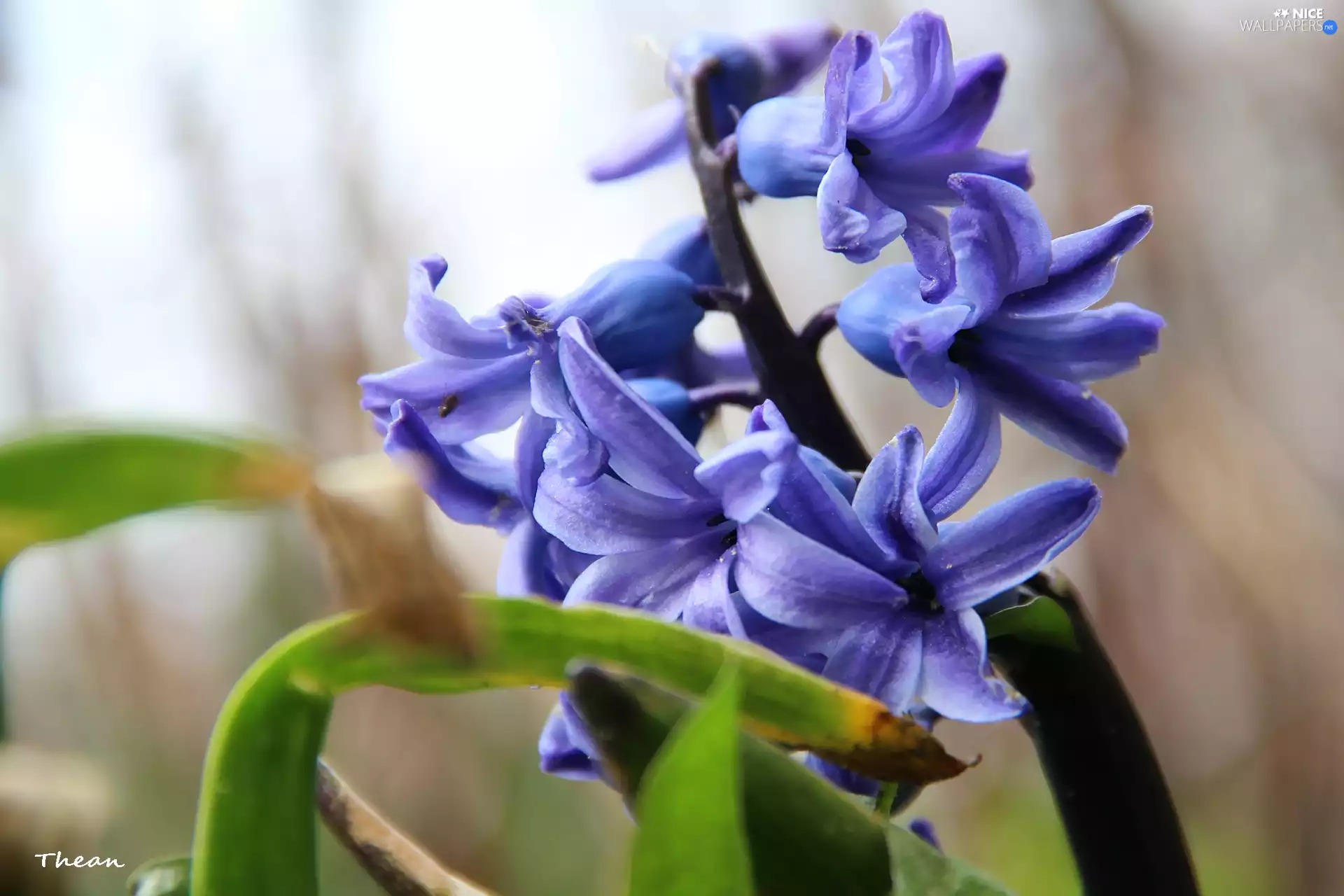 hyacinth, blue