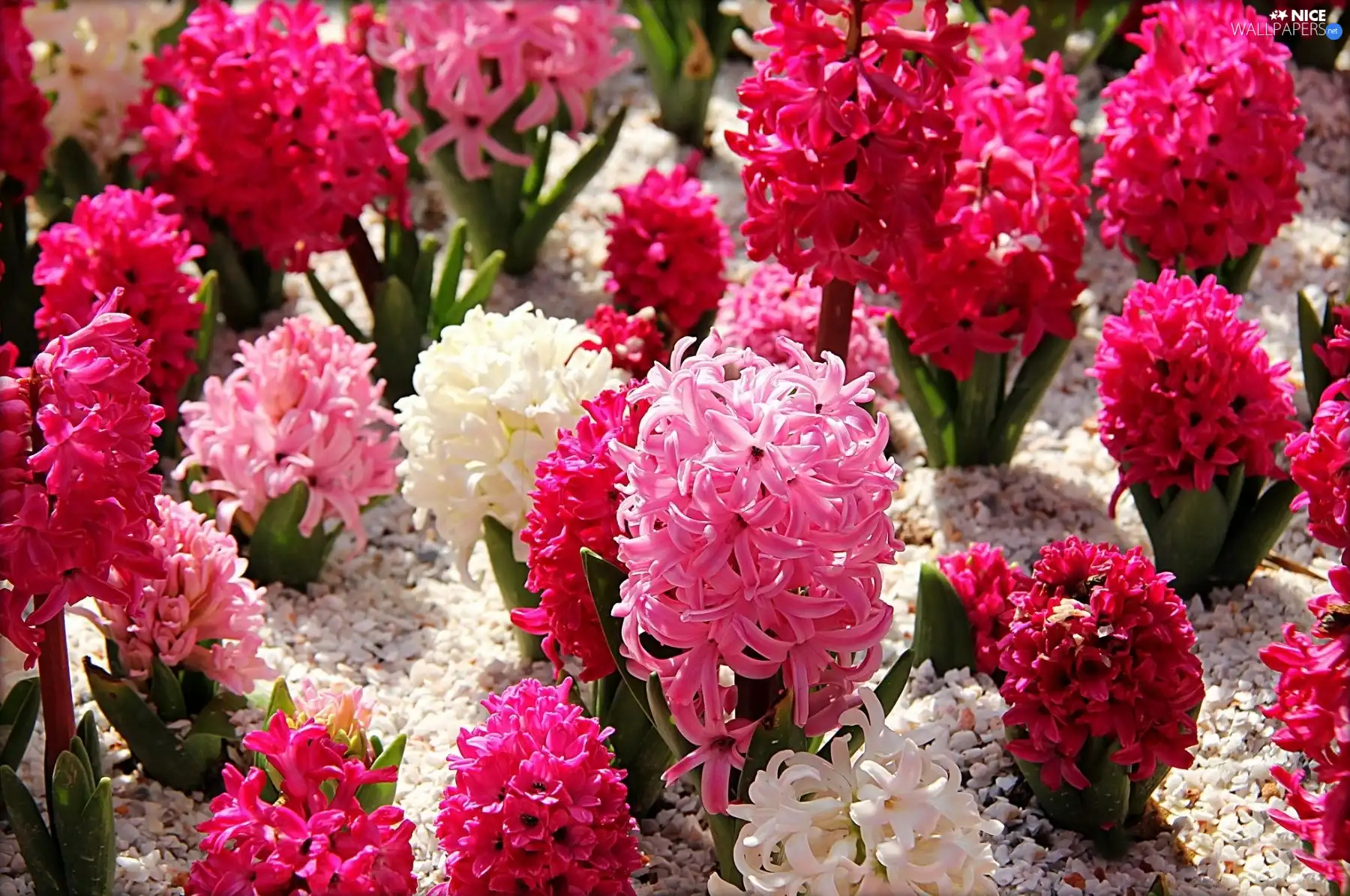 color, Hyacinths