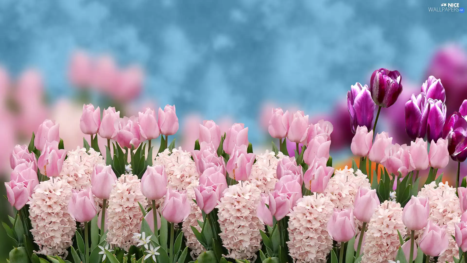 Hyacinths, Flowers, Tulips