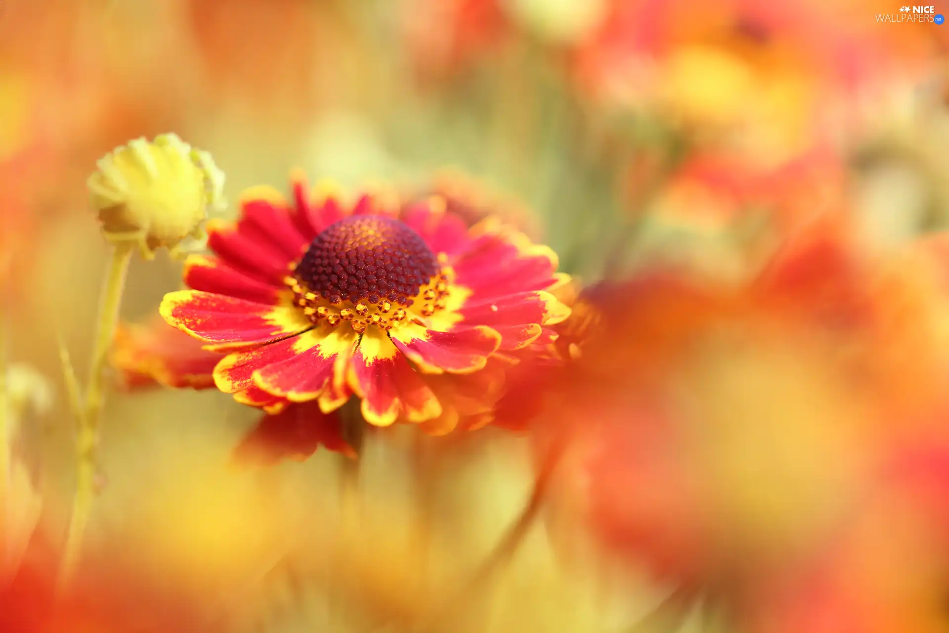 Helenium Hybridum, Red, Colourfull Flowers