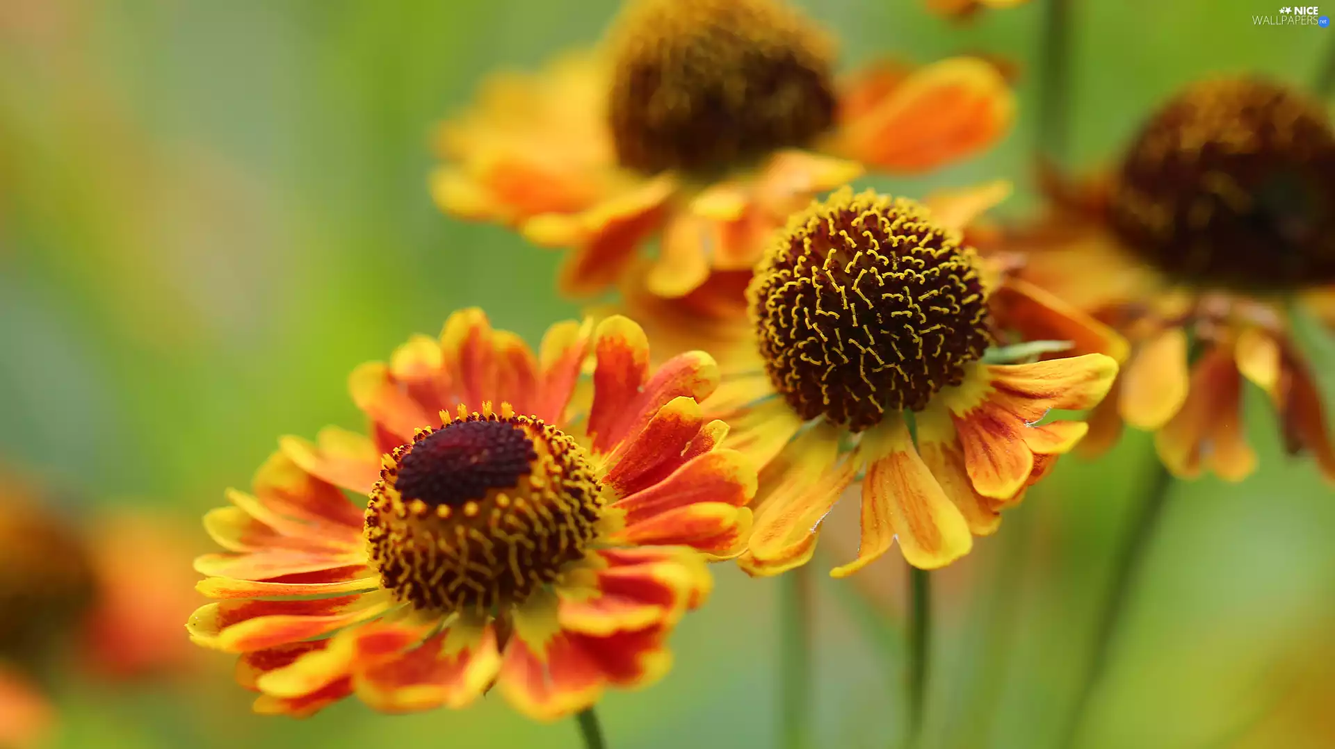 Helenium Hybridum, Red, Yellow, Flowers