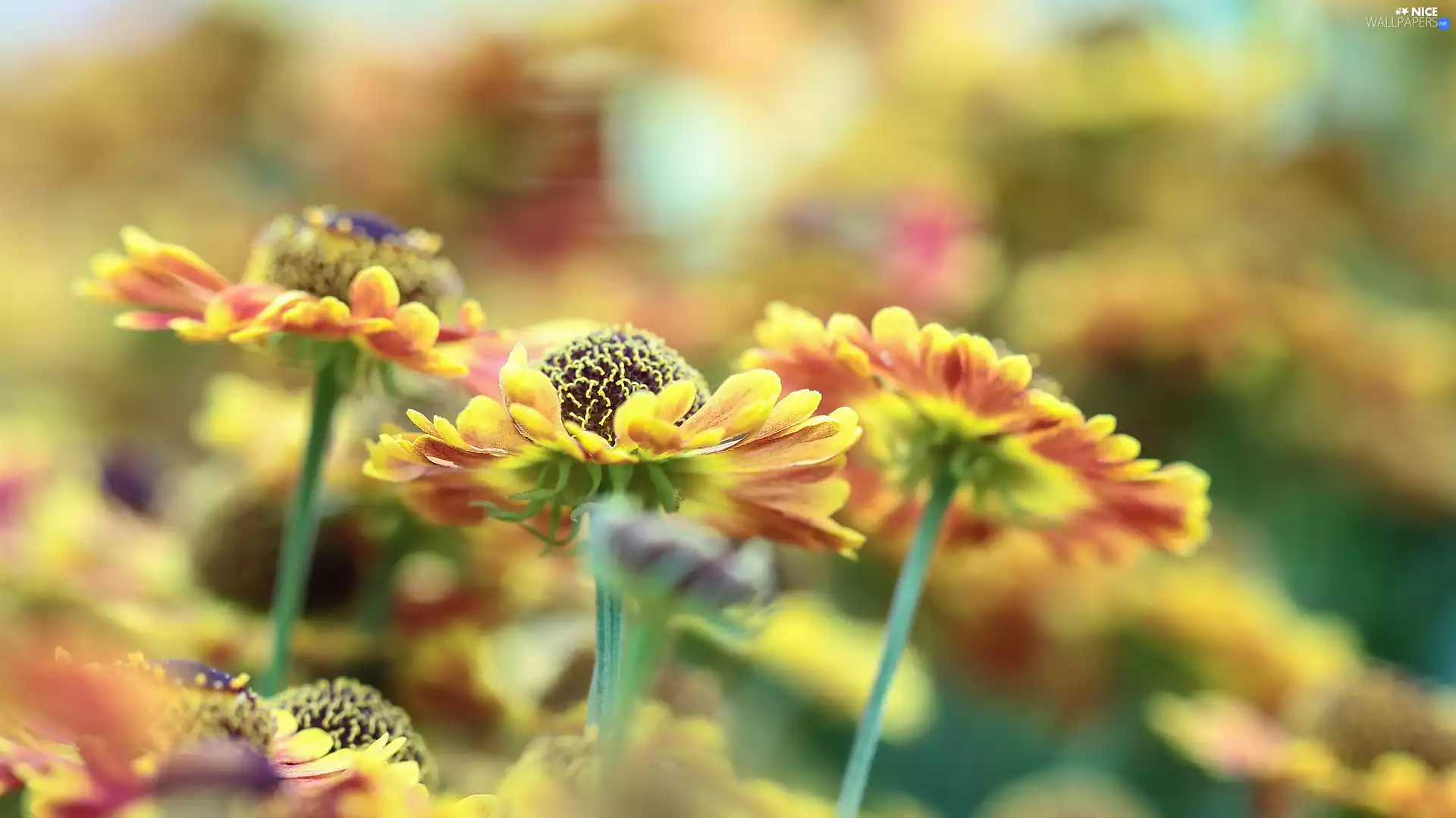 Helenium Hybridum, Red, Yellow, Flowers