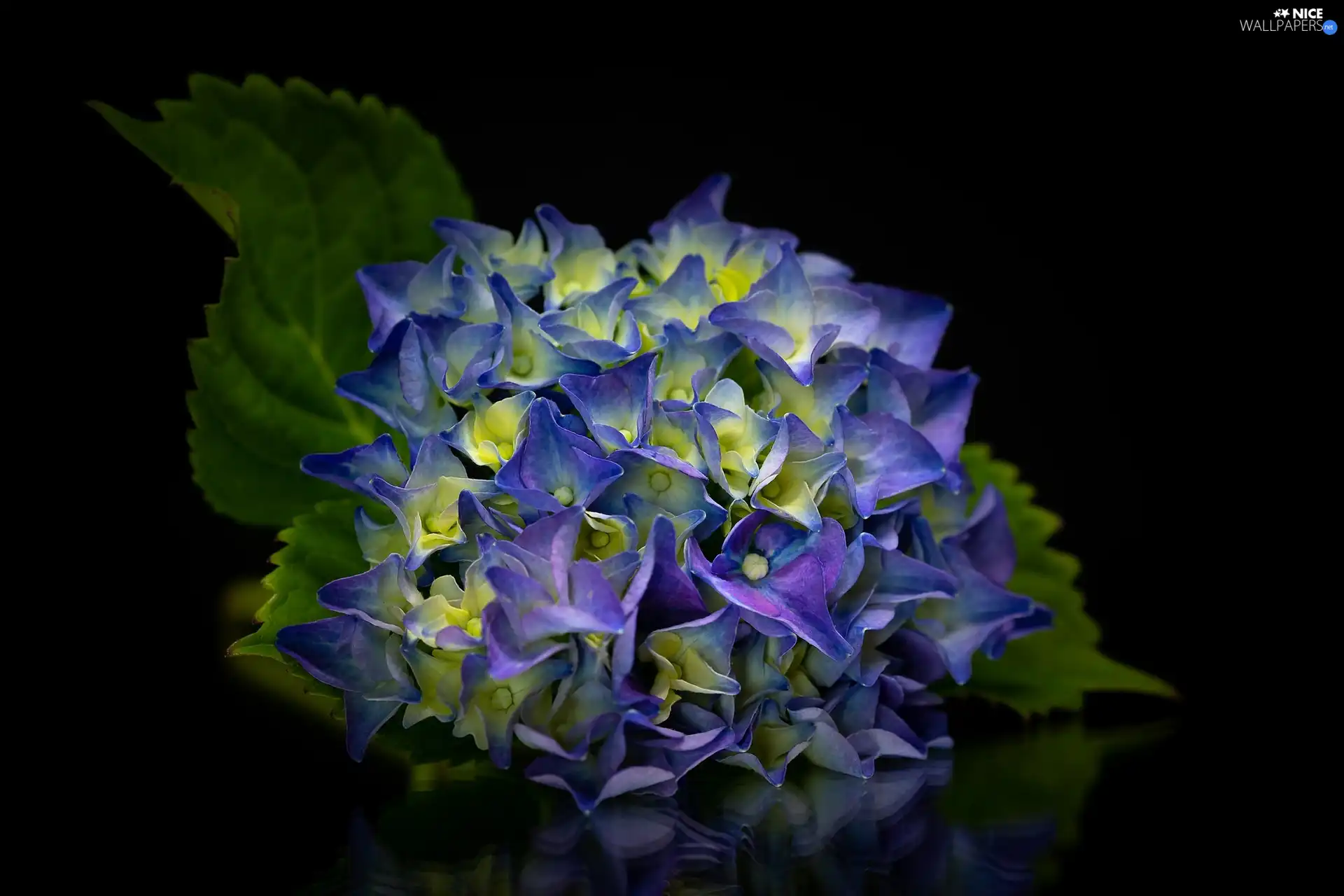 Leaf, Dark Background, hydrangea, Blue, Colourfull Flowers