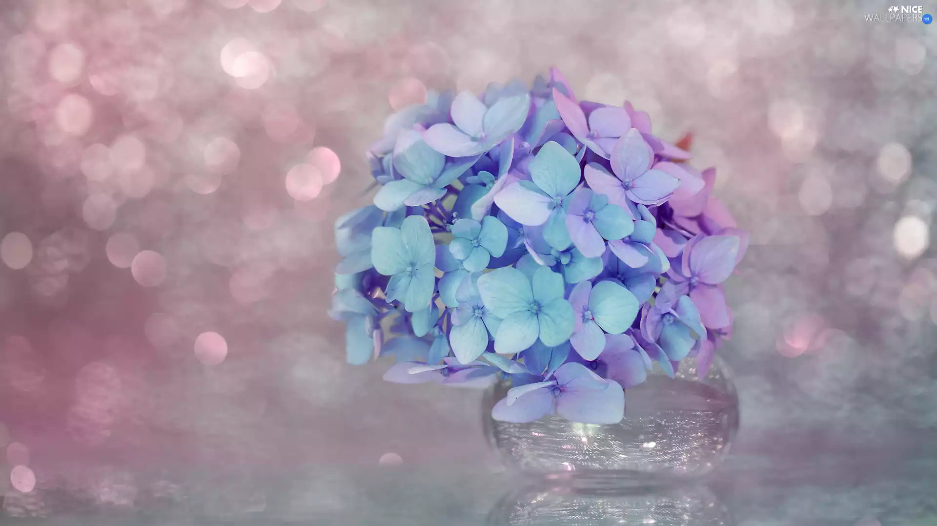 Flowers, hydrangea, Blue and Pink