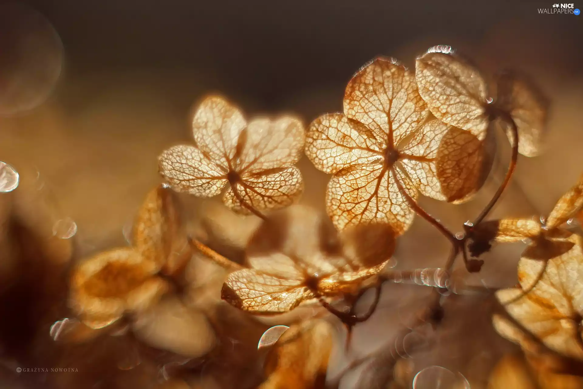 Colourfull Flowers, Dried, hydrangea