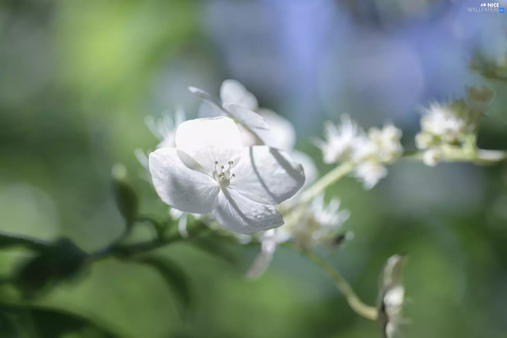 Colourfull Flowers, White, hydrangea