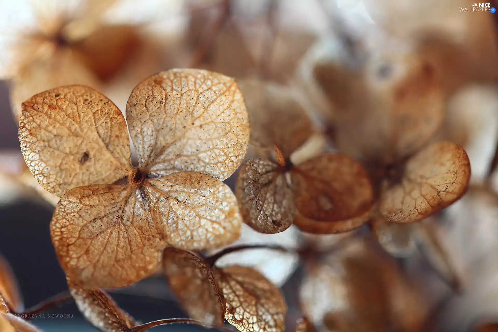 hydrangea, dry