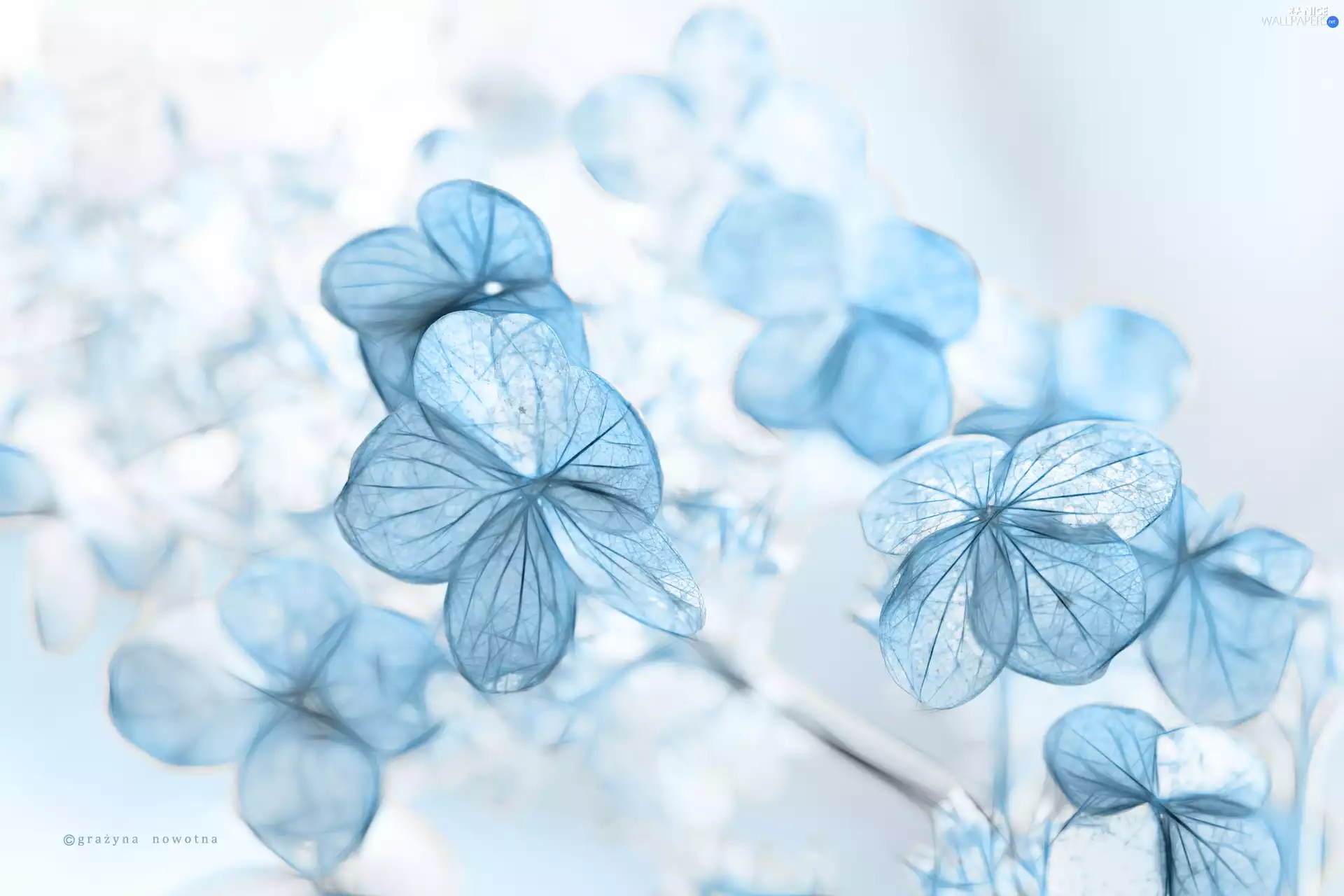 hydrangea, Fractalius