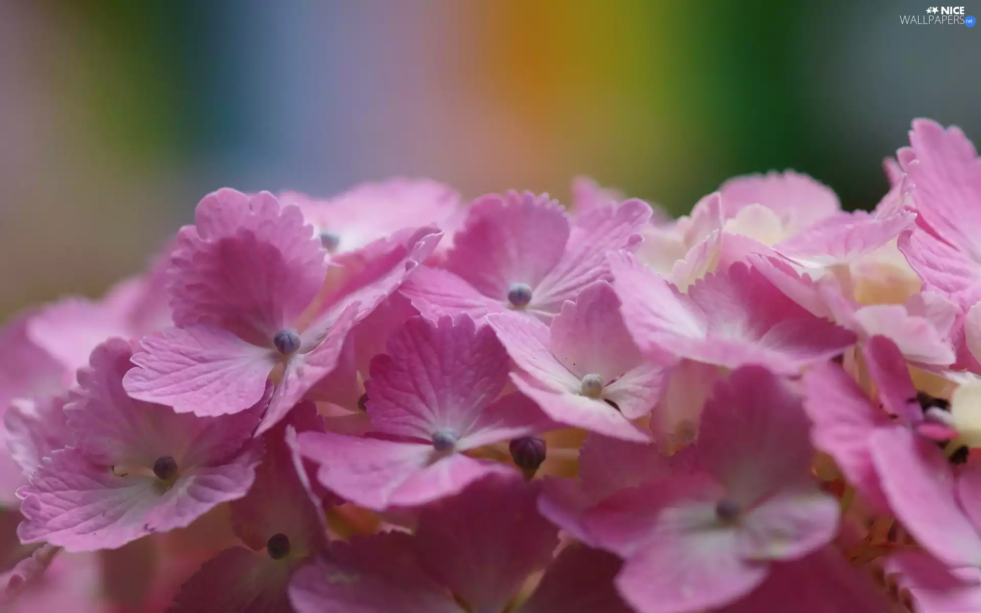 hydrangea, Flowers, Pink