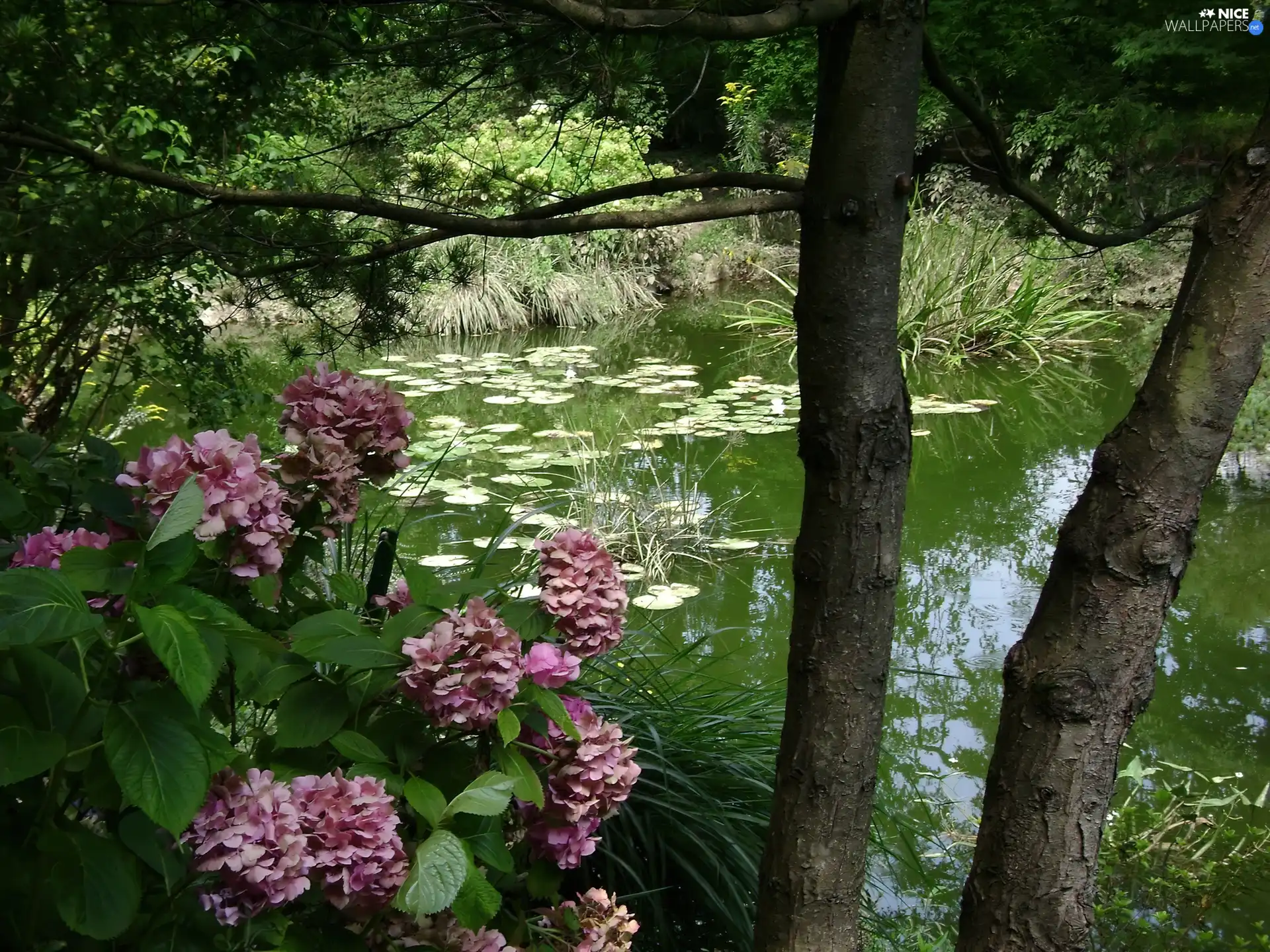 Pond Water, Garden, hydrangea