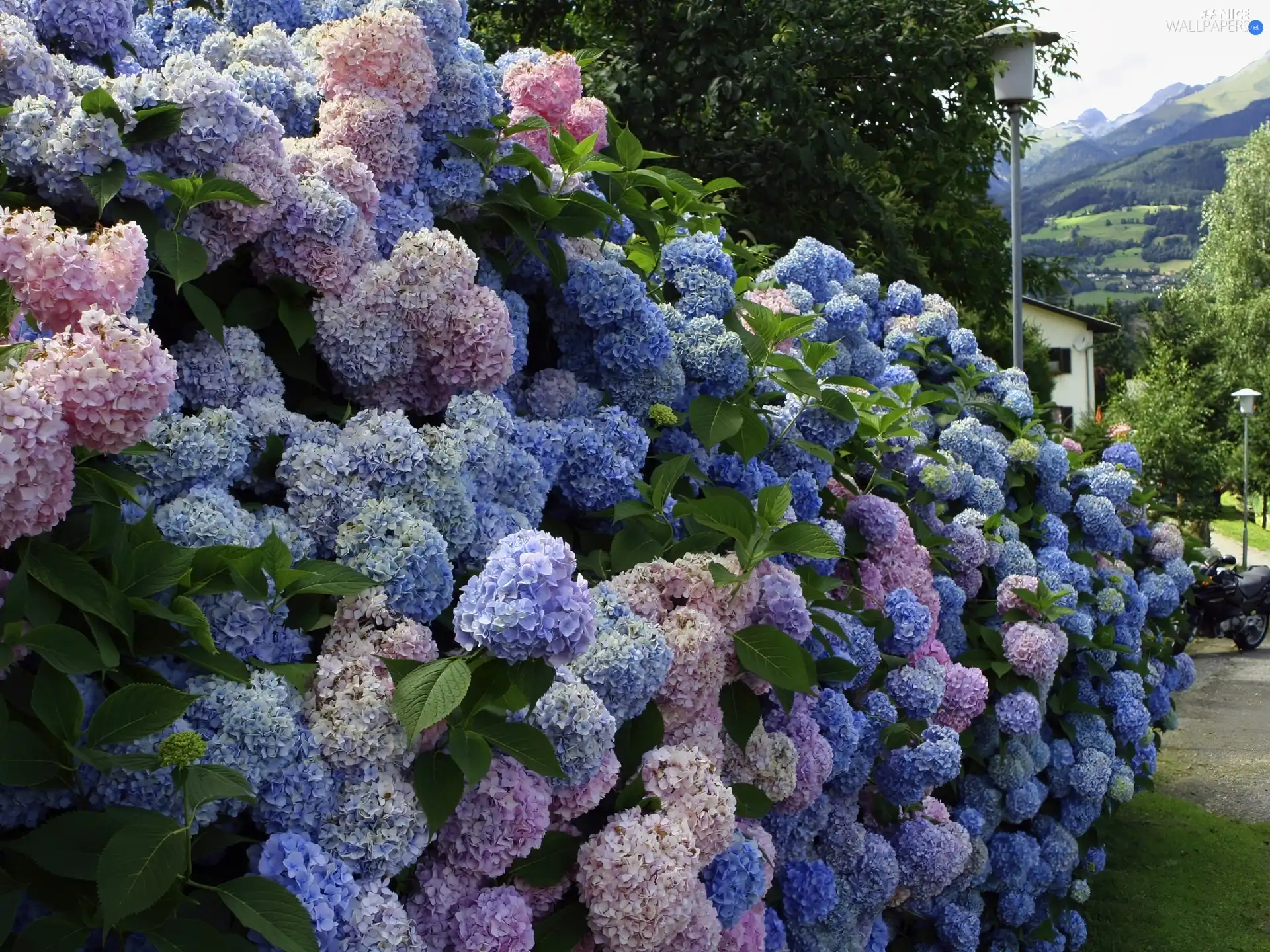 hydrangeas, Bush, Flowers