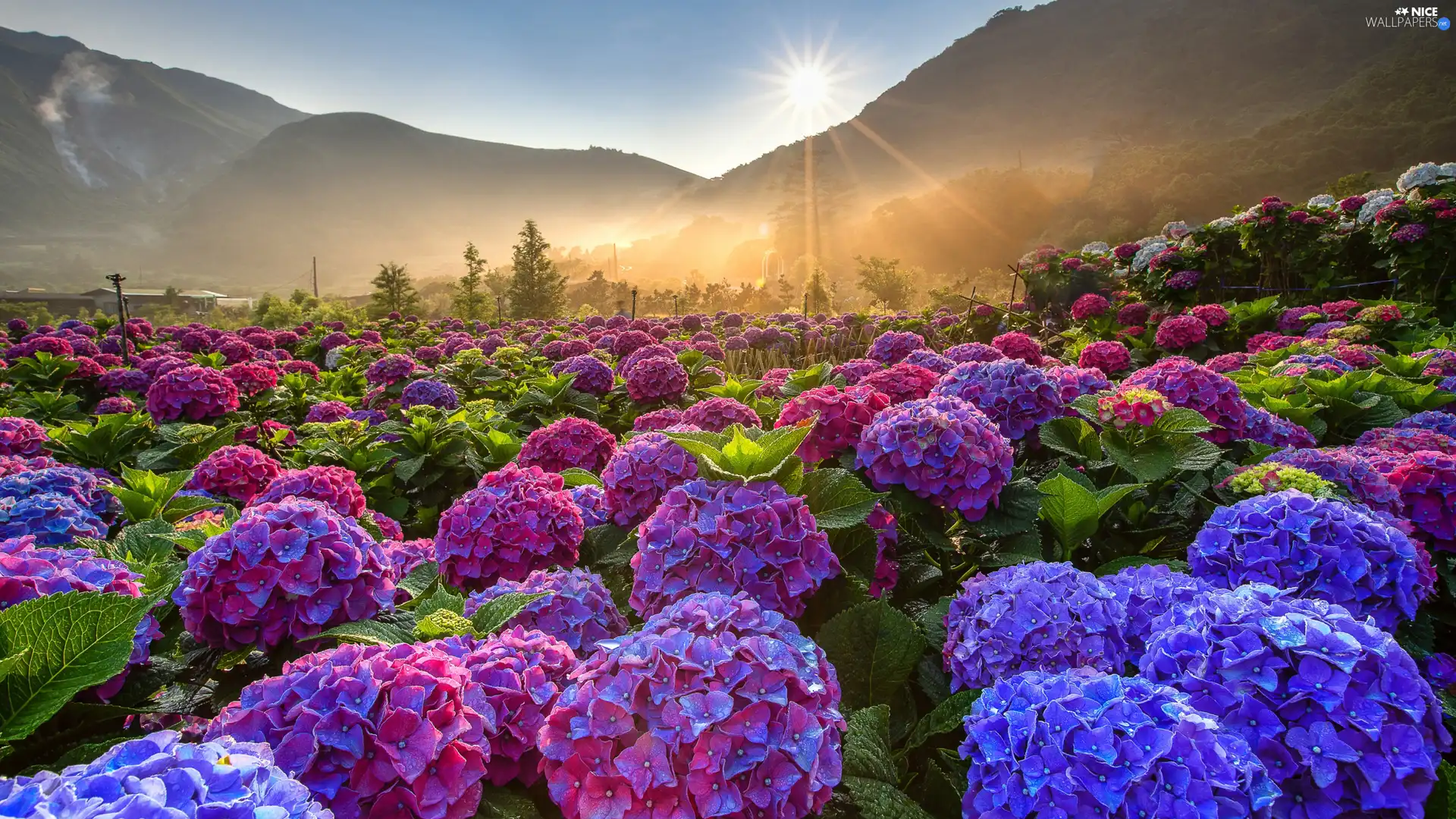 Flowers, color, rays of the Sun, hydrangeas, viewes, plantation, Mountains, trees