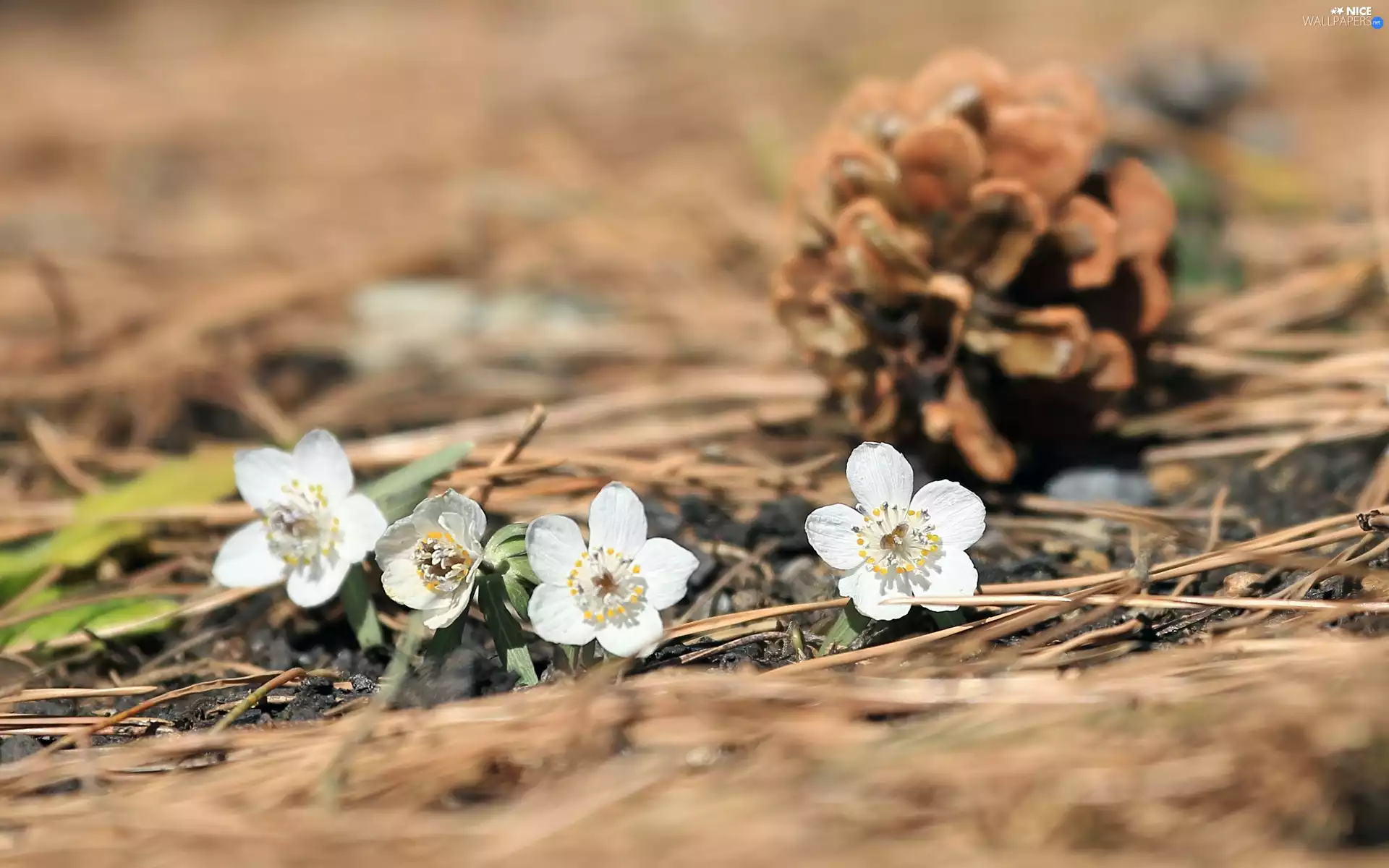 cone, White, Eranthis hyemalis