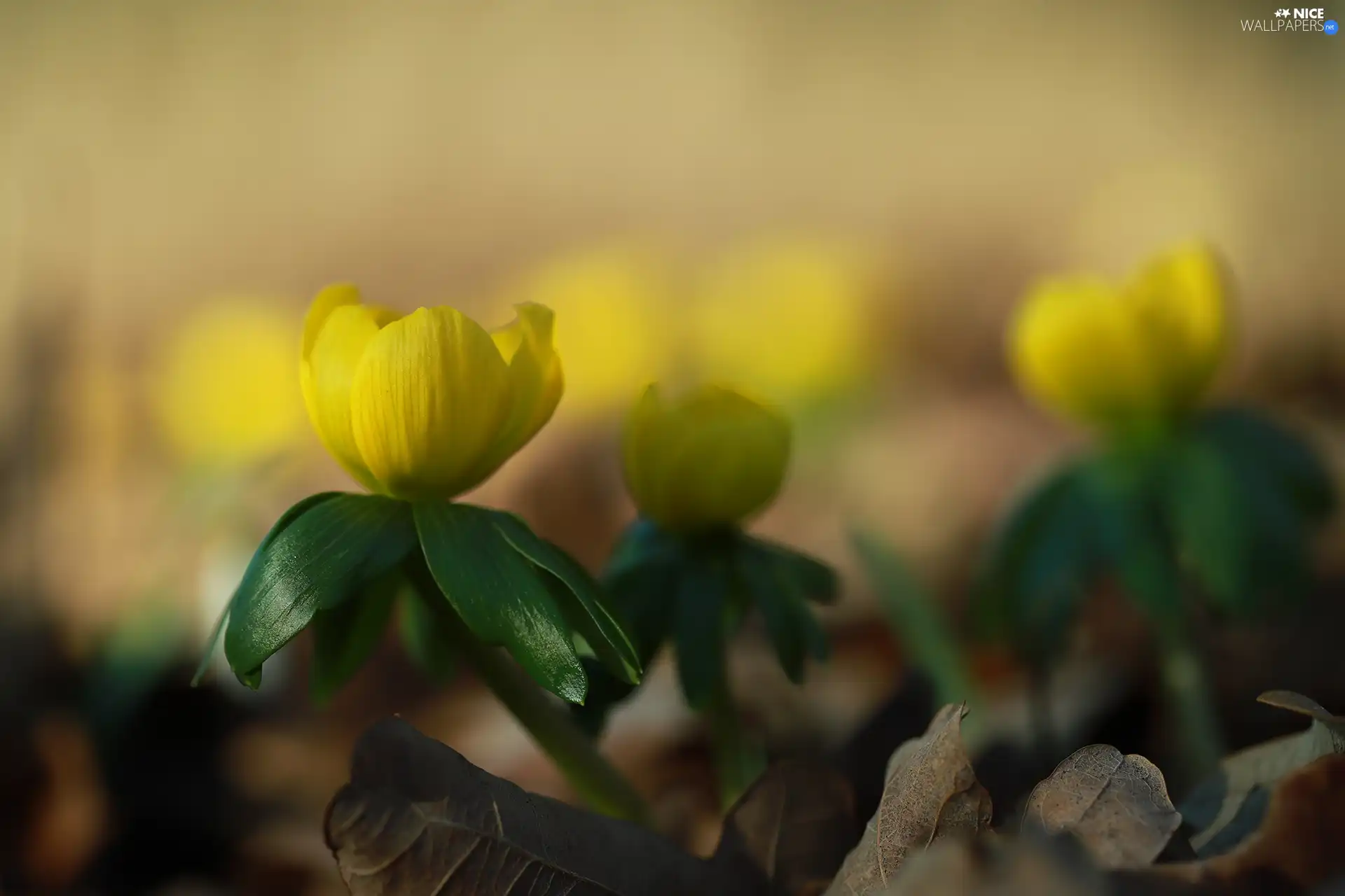 Eranthis hyemalis, Flowers, rapprochement, Yellow