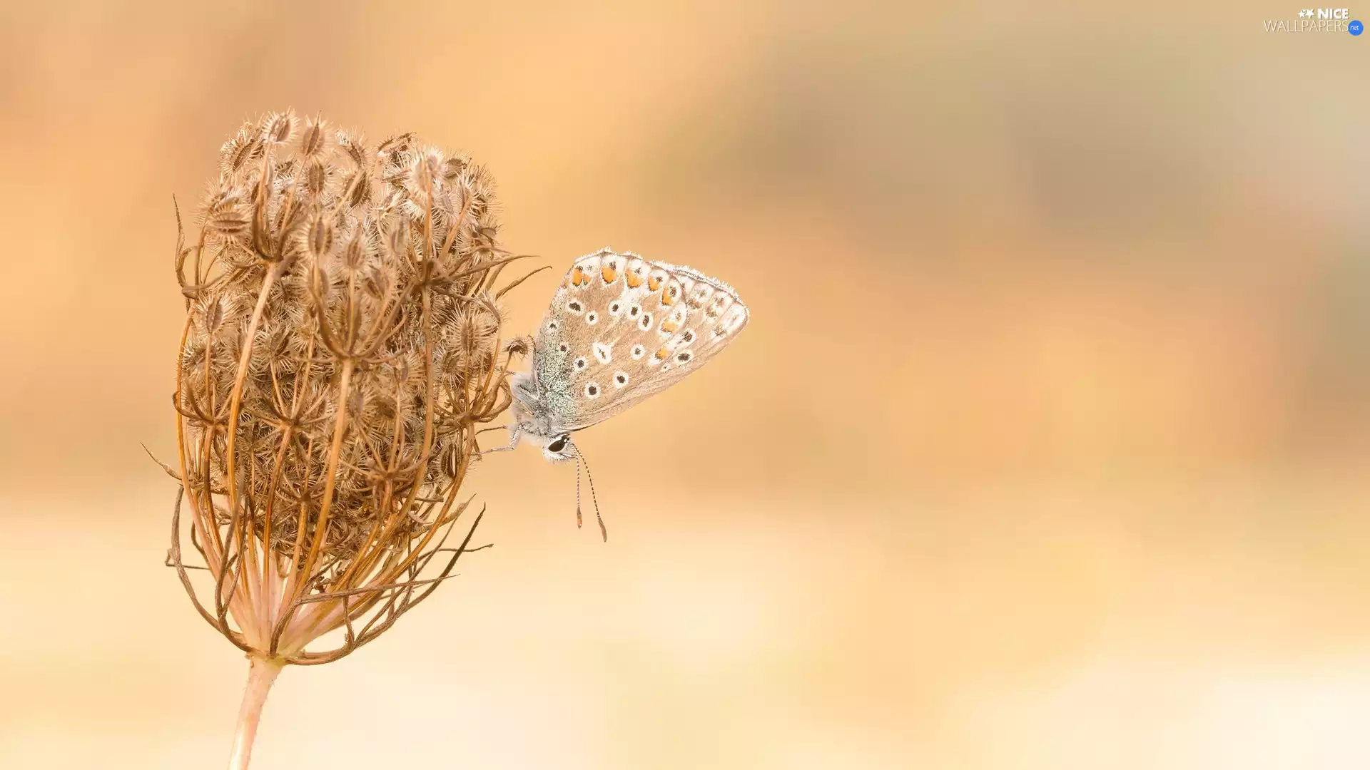 plant, butterfly, Dusky Icarus, Wild Carrot