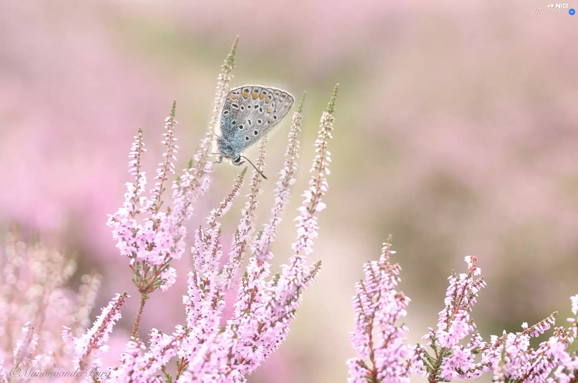 heather, butterfly, Dusky Icarus