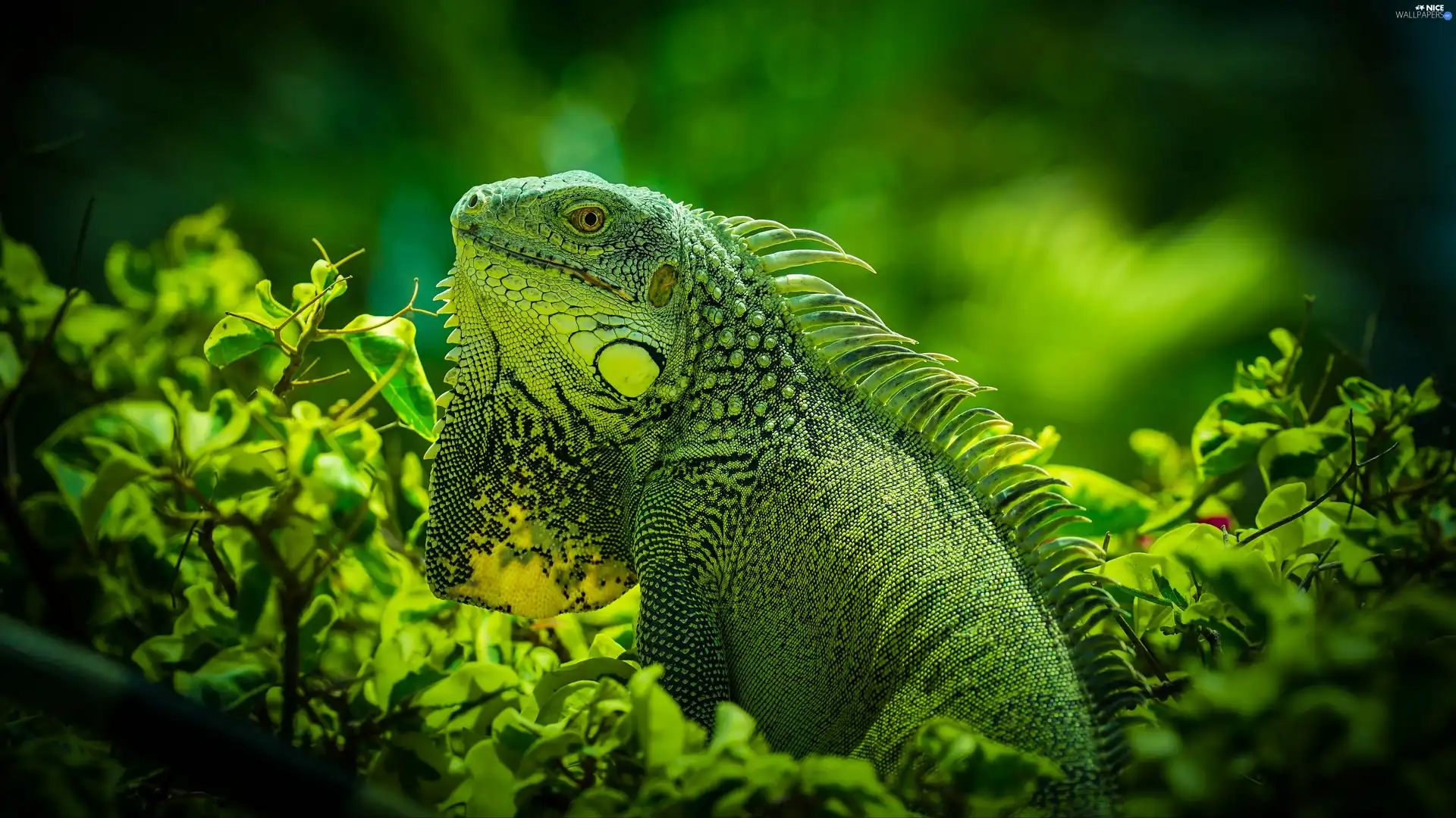 grass, lizard, Green Iguana