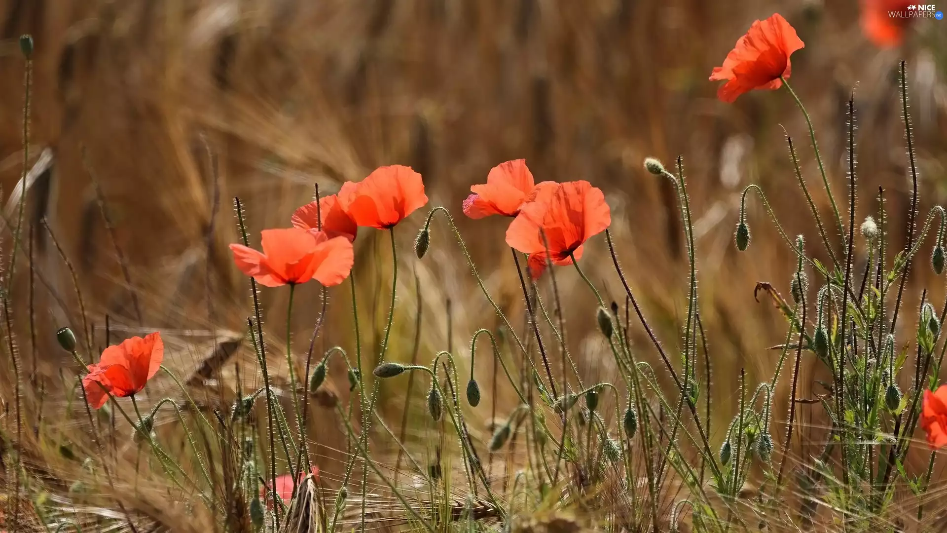 Flowers, papavers, Buds, illuminated
