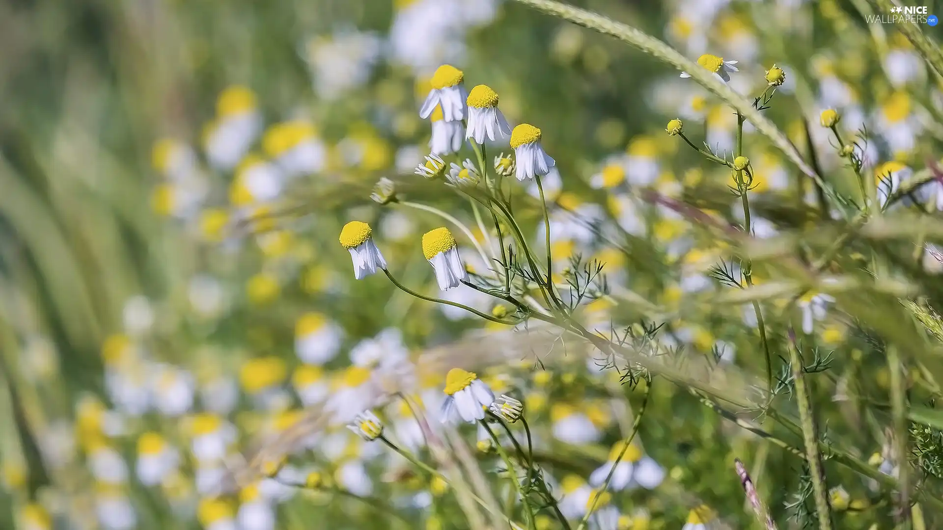 Flowers, camomiles, rapprochement, illuminated