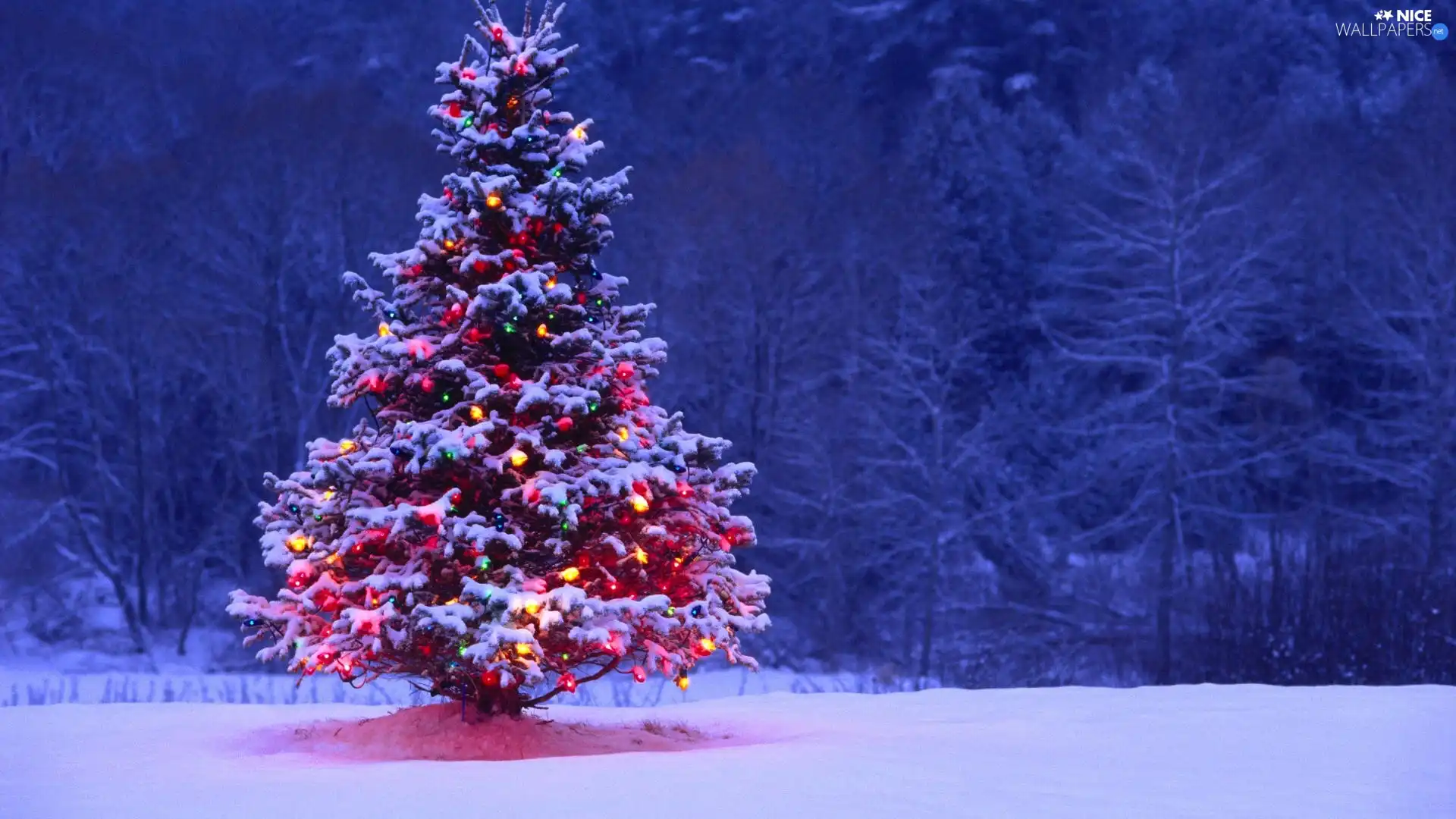 christmas tree, winter, illuminated