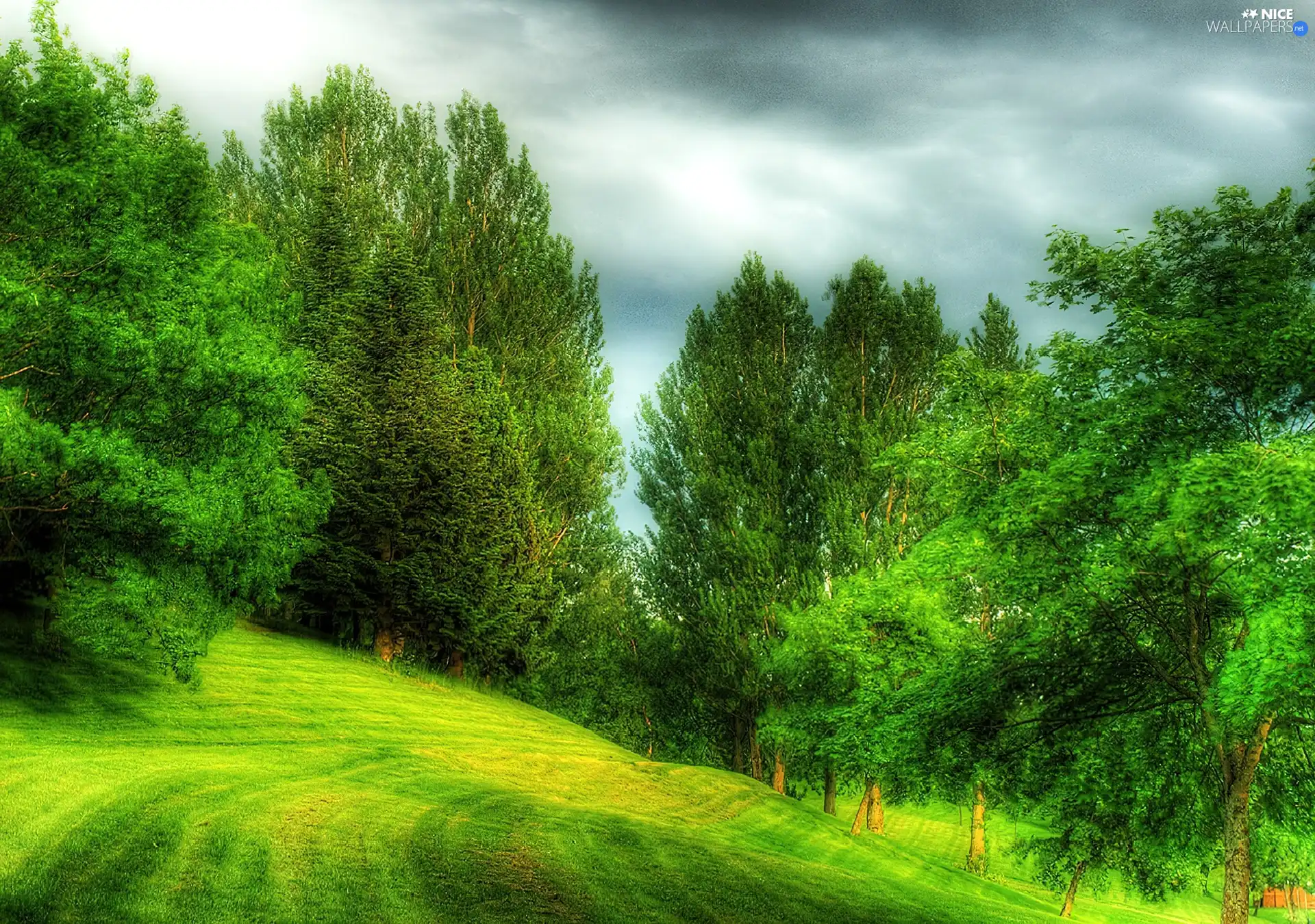 forest, viewes, car in the meadow, trees