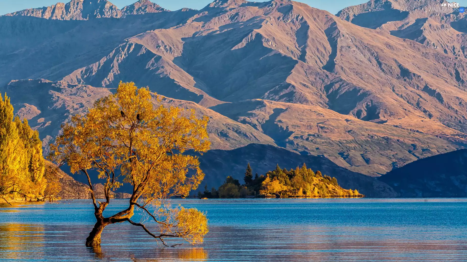 trees, Wanaka Lake, autumn, New Zeland, Mountains, inclined