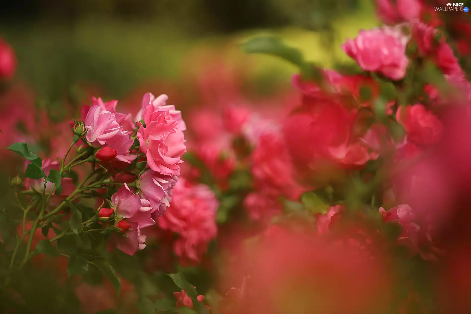 roses, Pink, Flowers, inclined