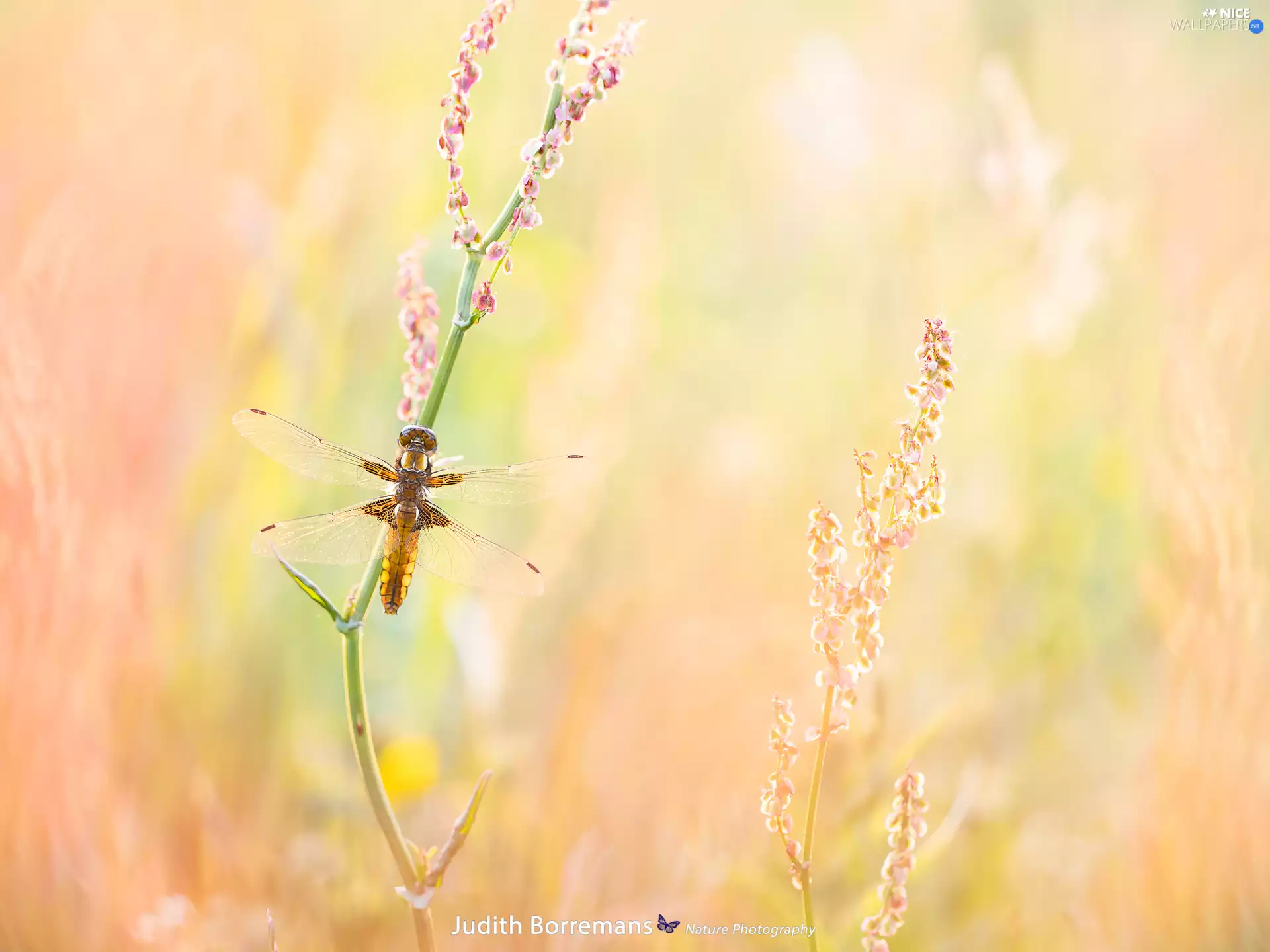plant, Insect, Broad-bodied Chaser