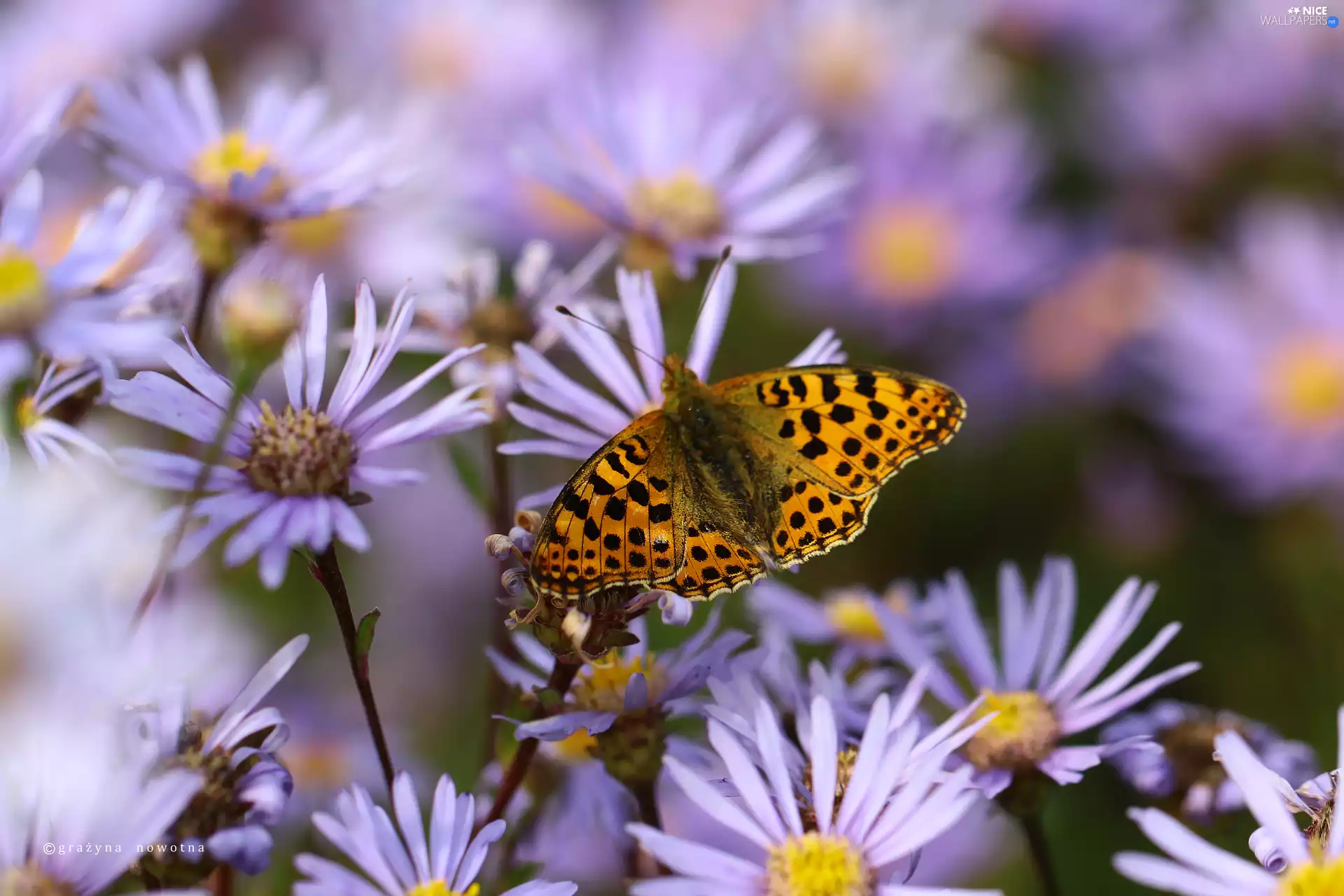 Silver-washed Fritillary, Insect, Astra, butterfly