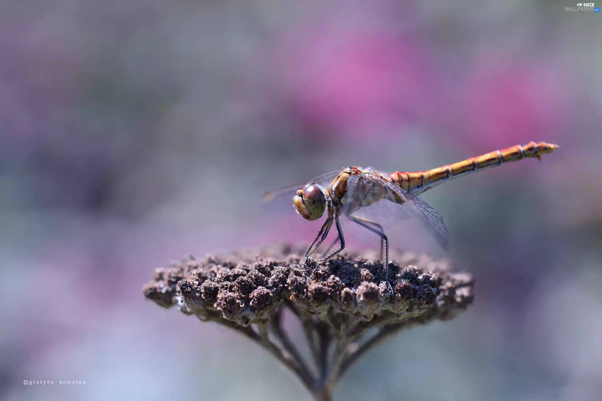 dragon-fly, female, Insect, Vagrant Darter