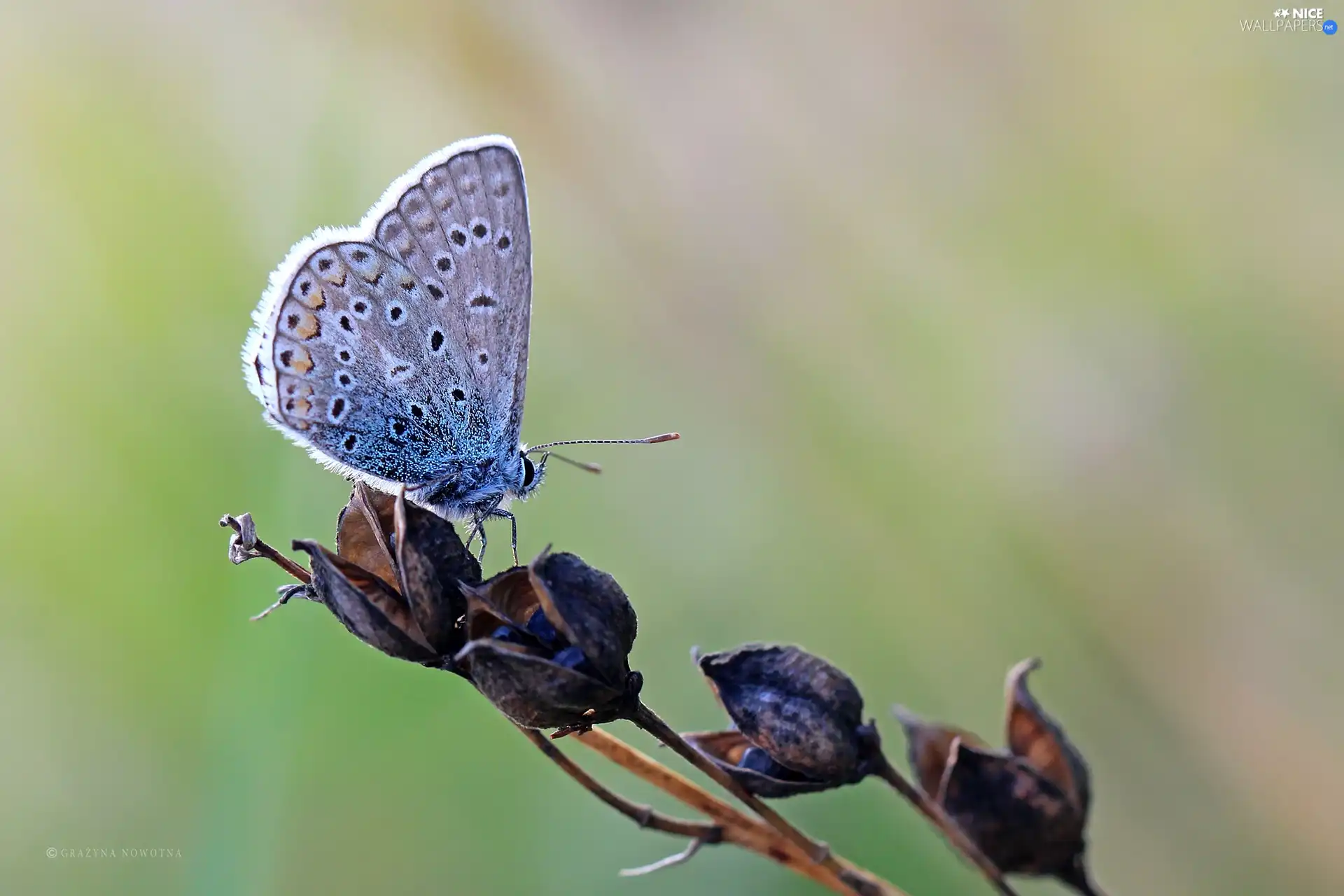 Insect, butterfly, Dusky