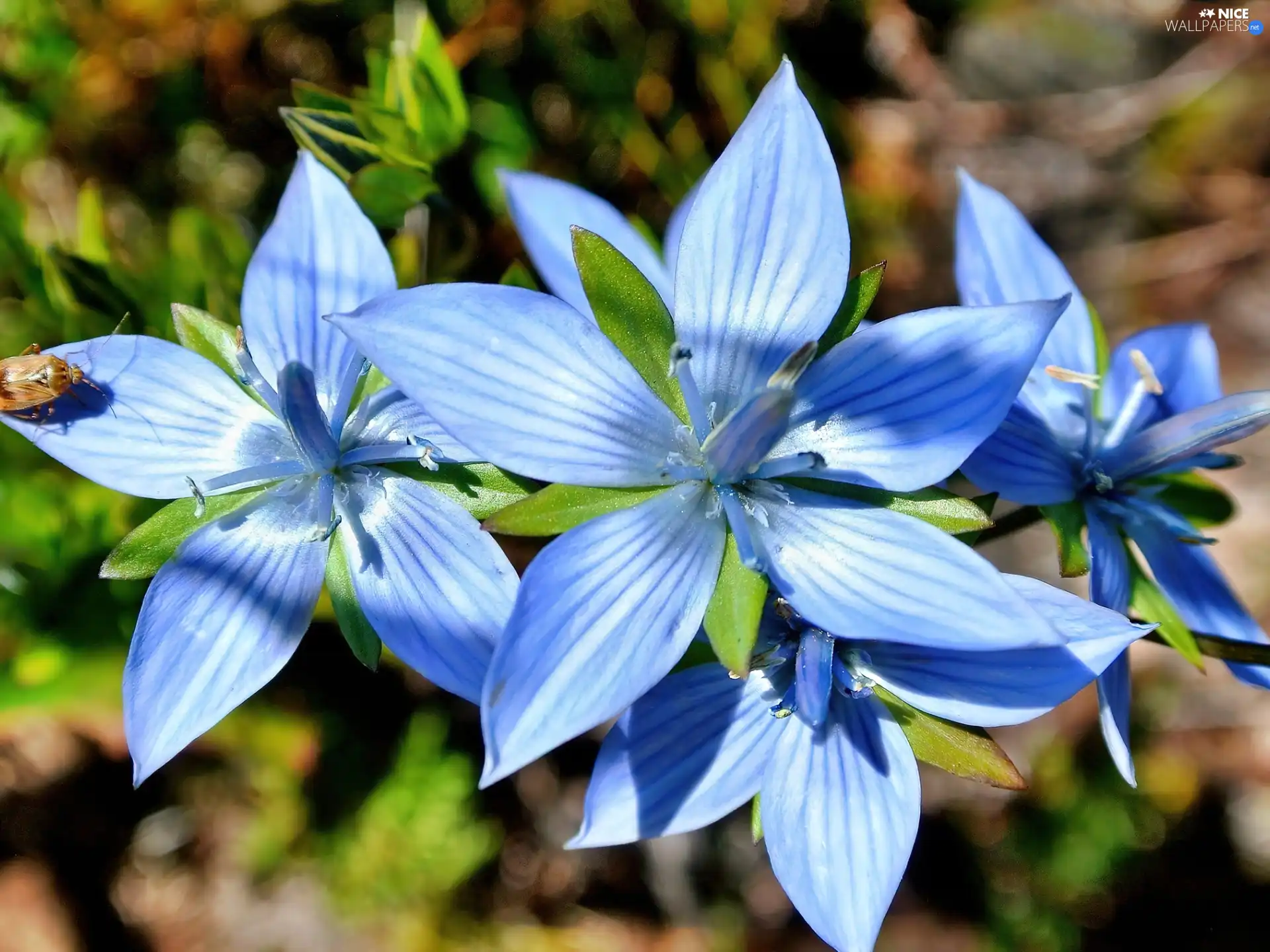 Insect, Blue, Flowers