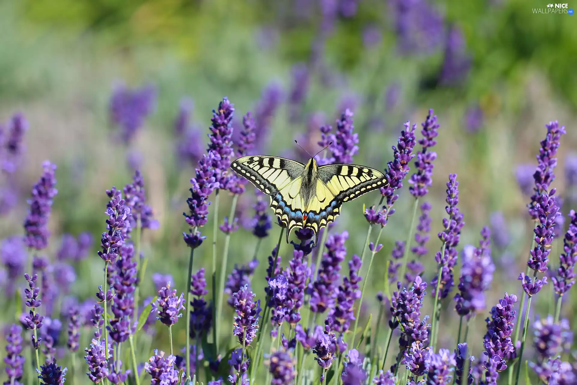 butterfly, Insect, lavender, Oct Queen