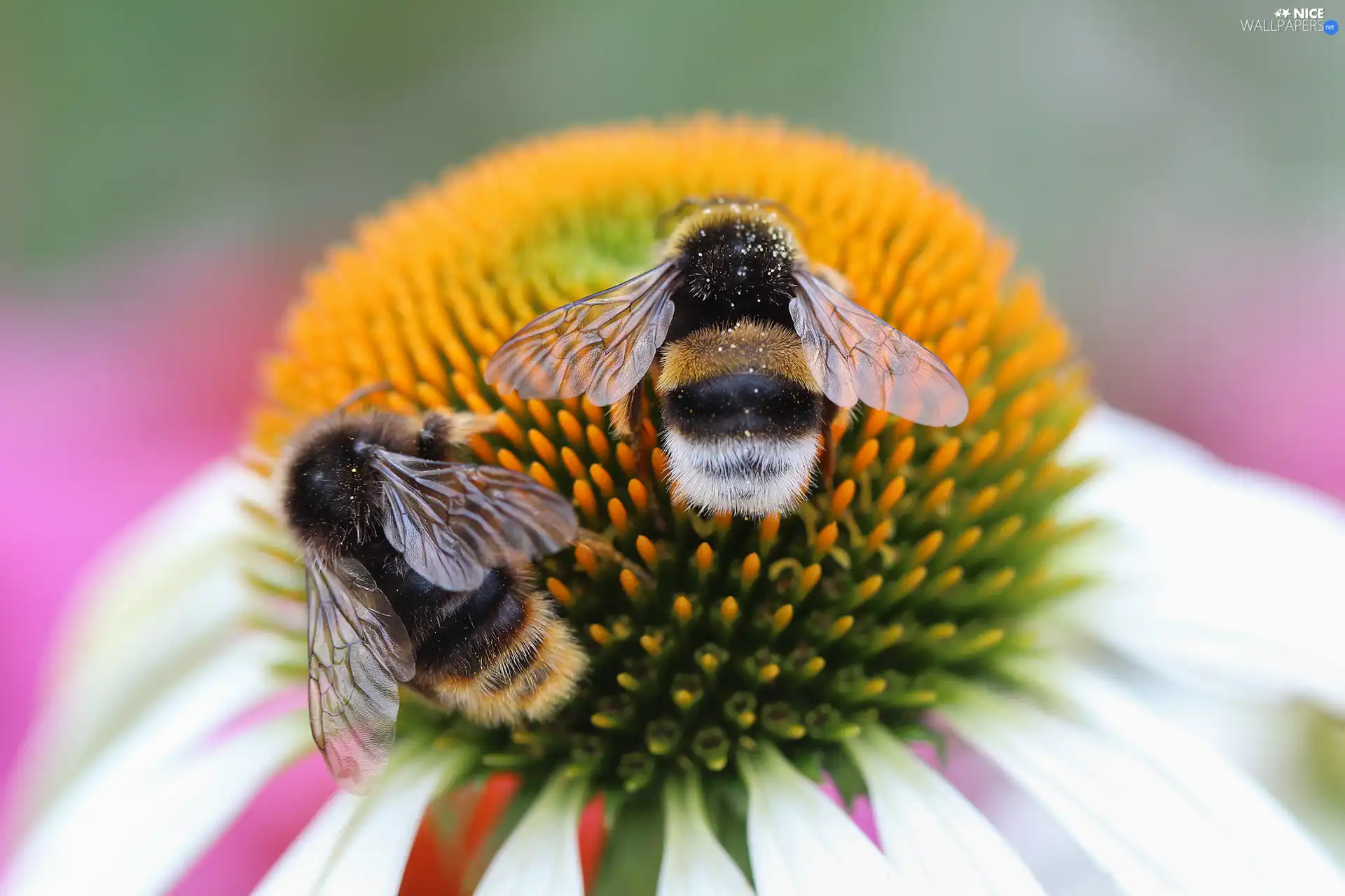 echinacea, Bumblebees, insects, Colourfull Flowers