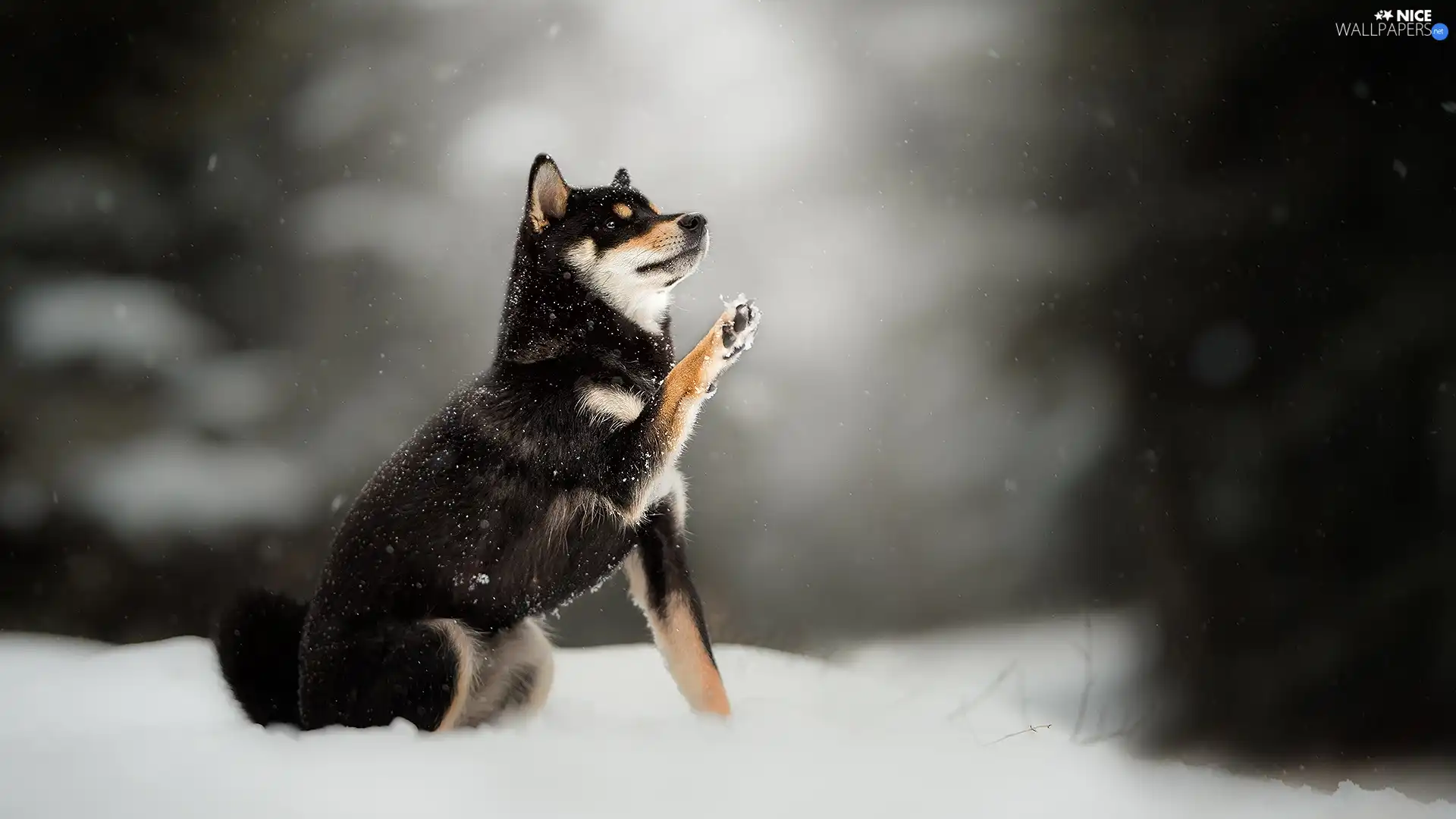 fuzzy, background, Shiba inu, snow, dog