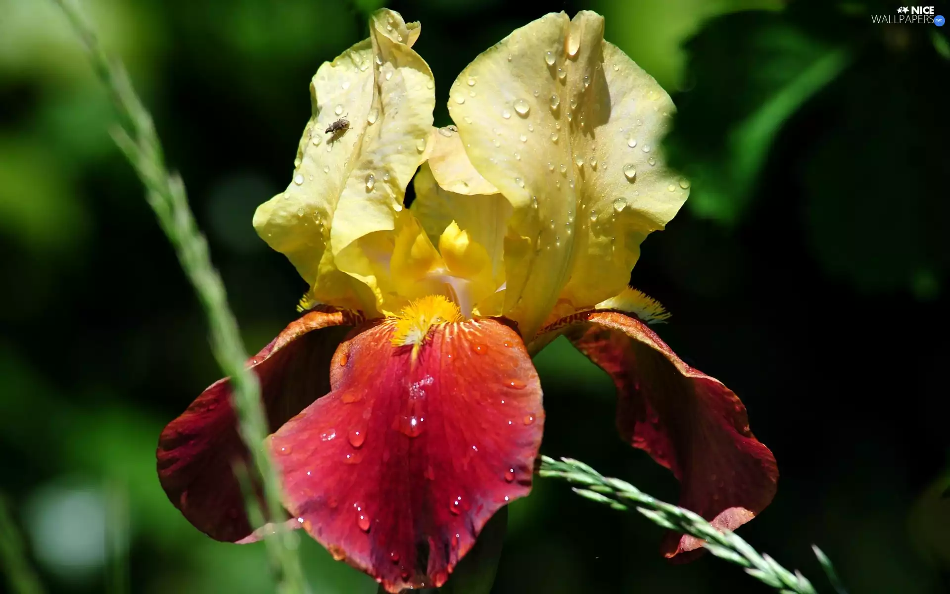 drops, Colourfull Flowers, iris