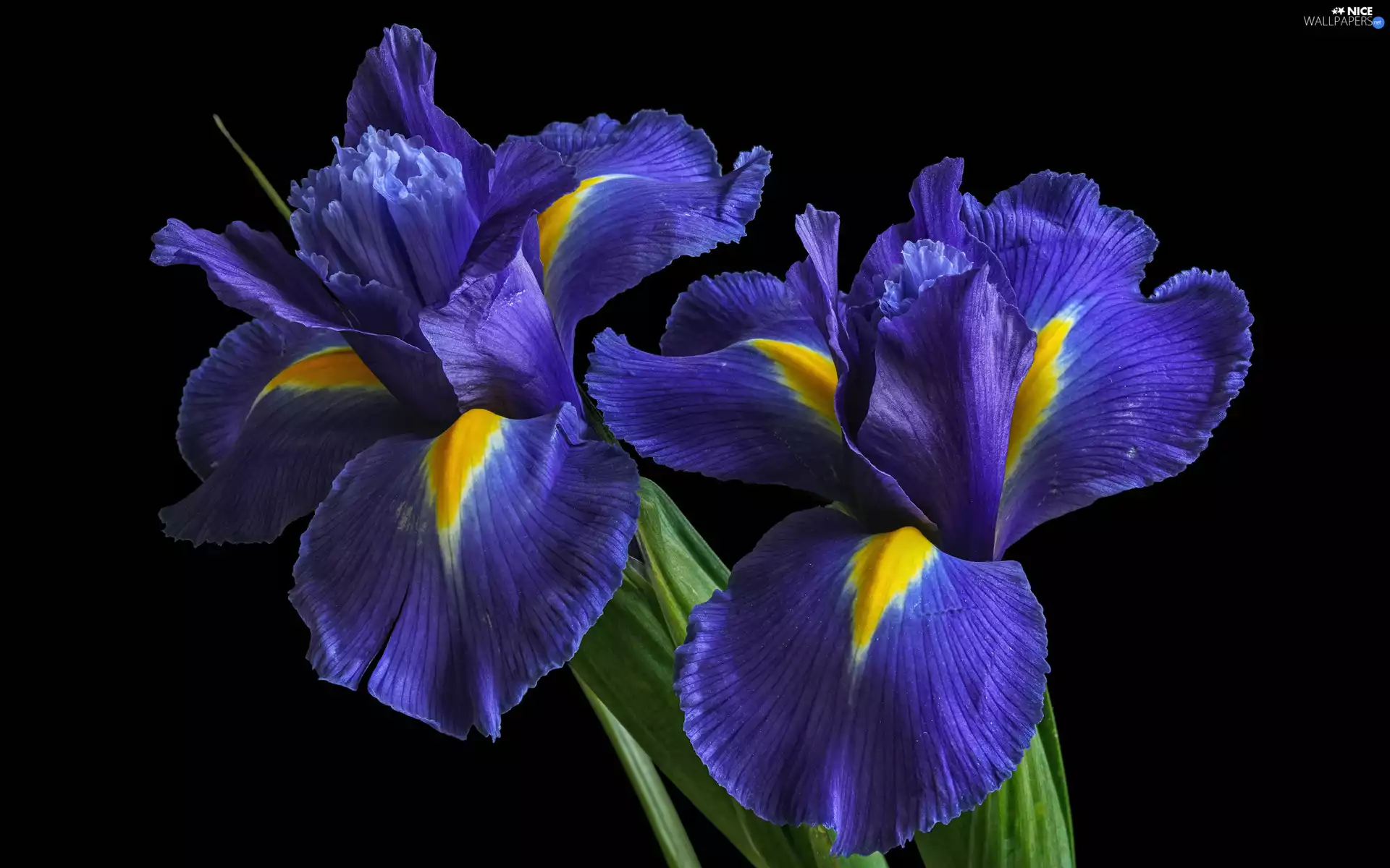 Irises, Flowers, Blue