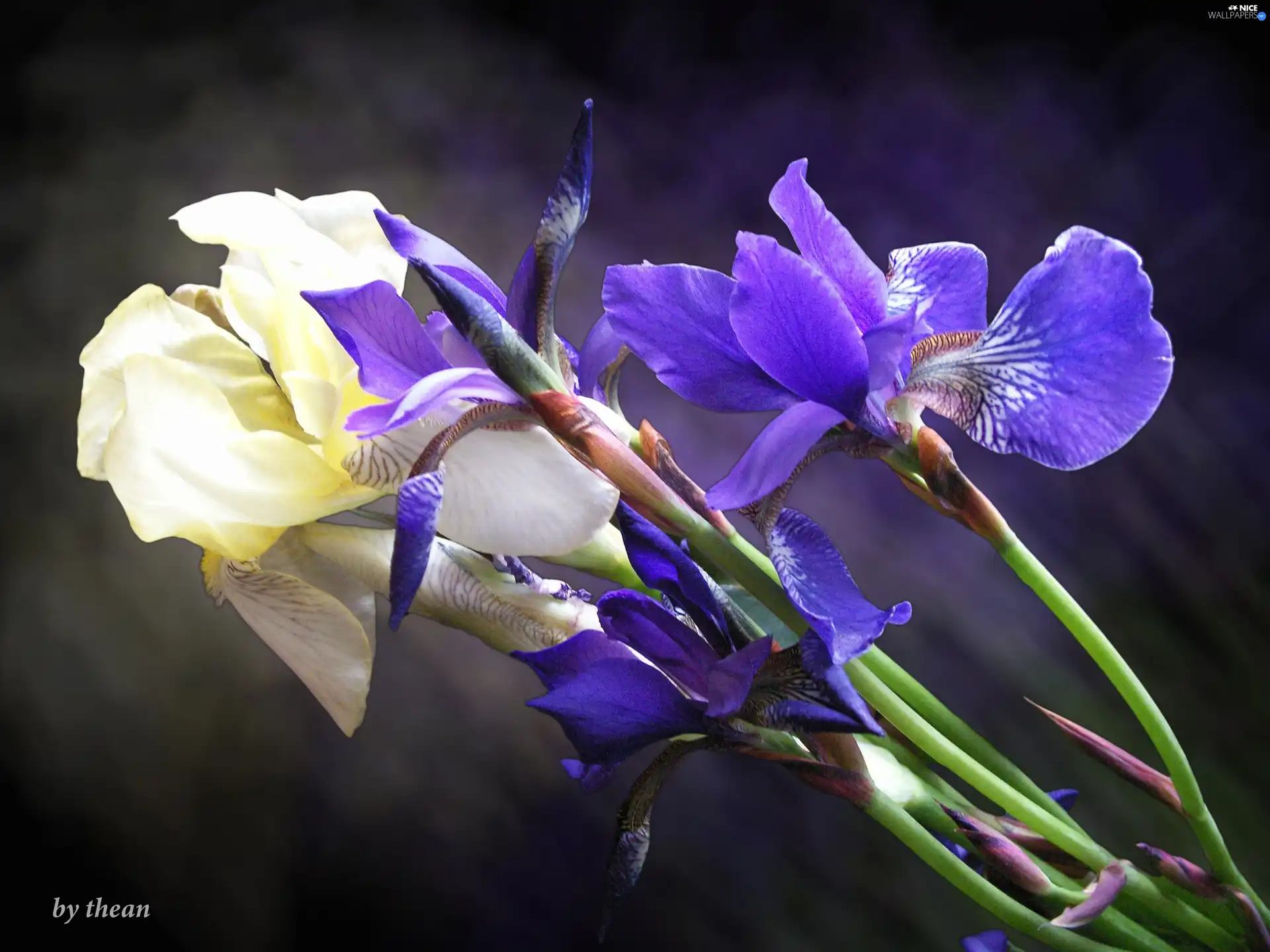 Irises, Yellow, Blue