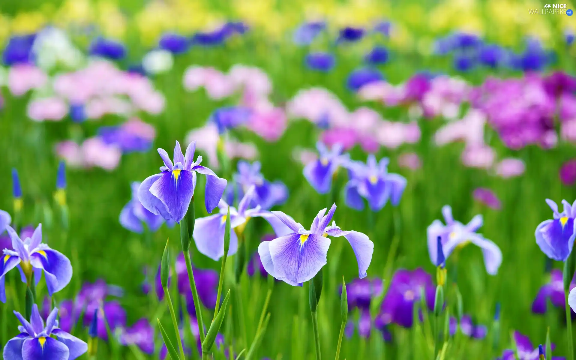 Irises, Flowers, color