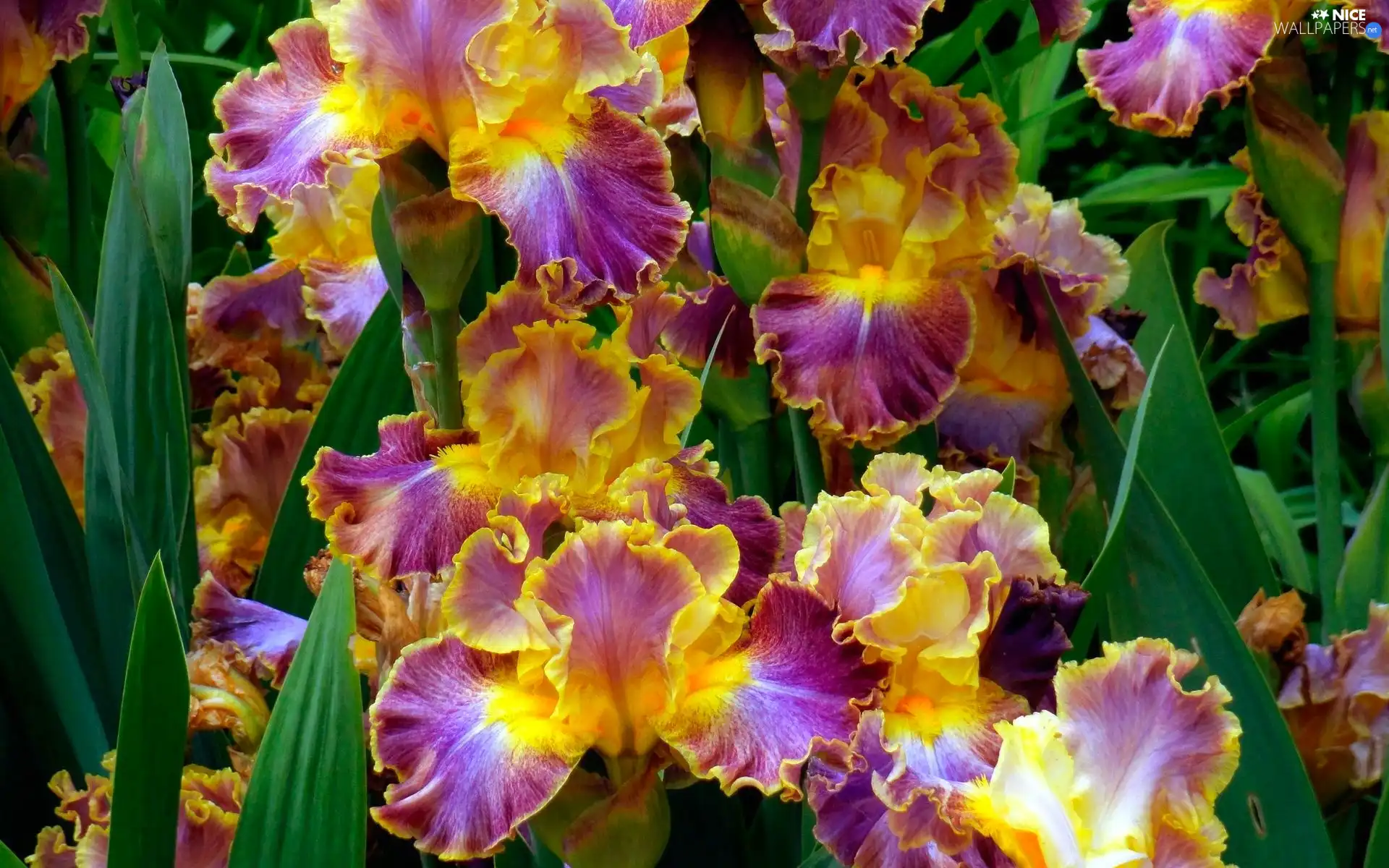 color, Irises