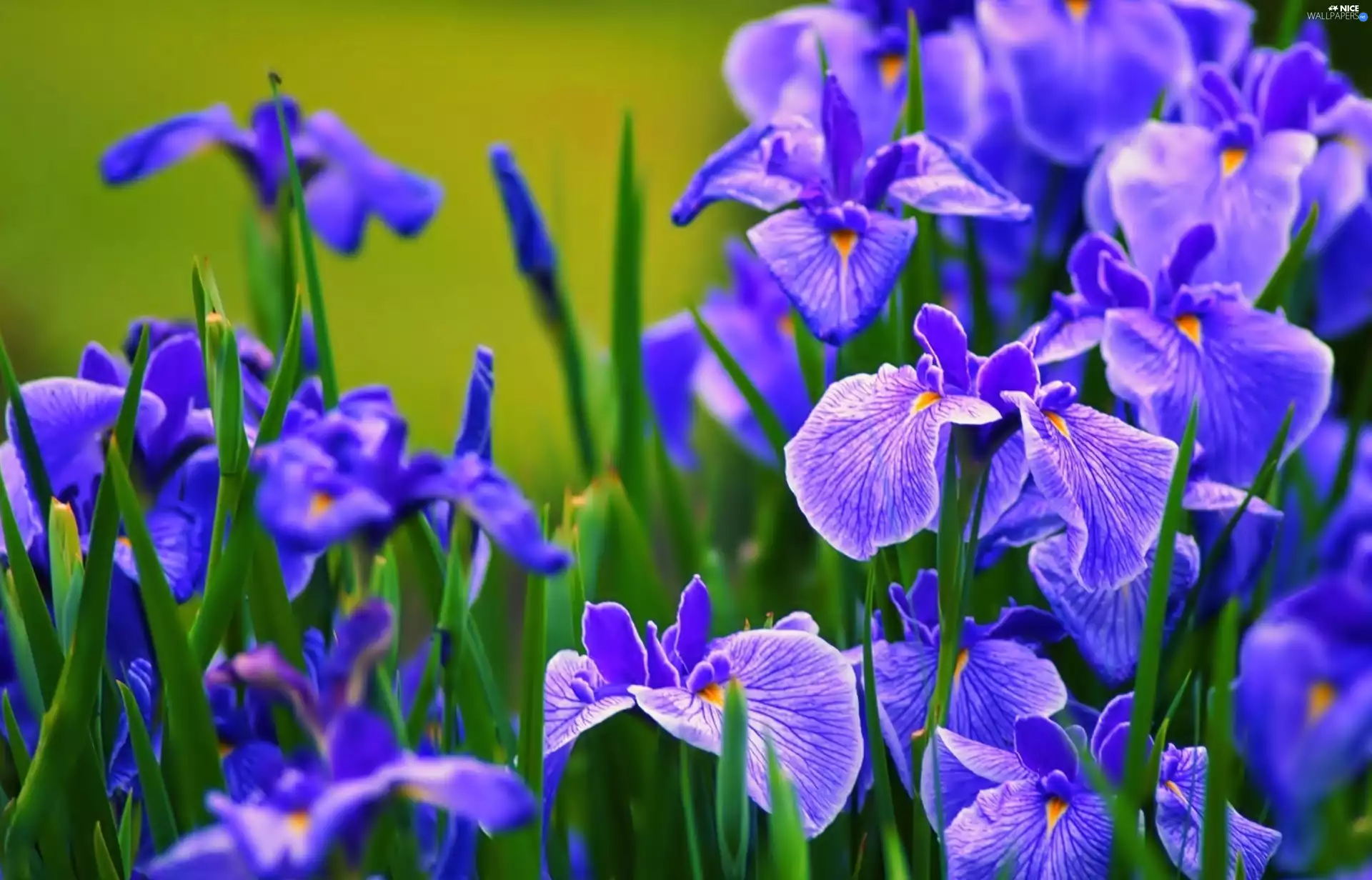 Irises, Blue, Flowers