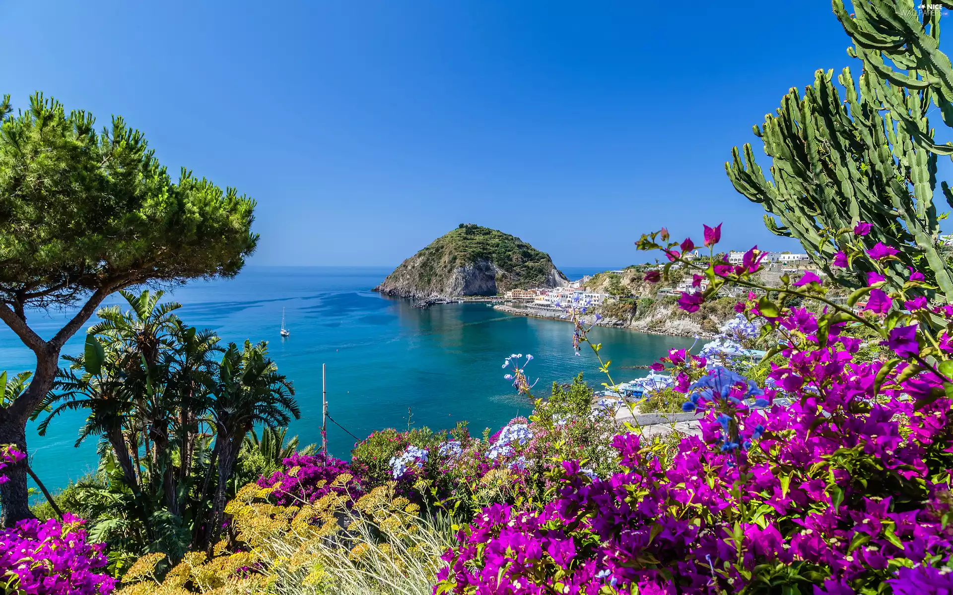 Coast, Gulf of Naples, Flowers, Ischia Island, Italy, Tyrrhenian Sea, VEGETATION