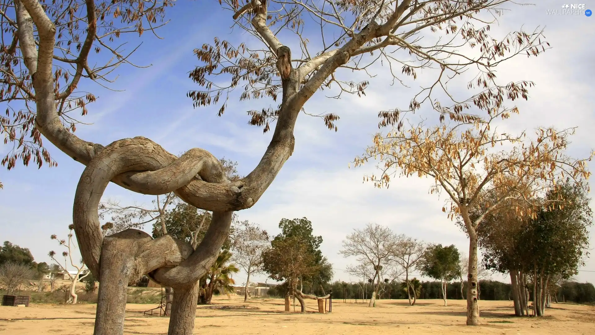 Israel, trees, viewes