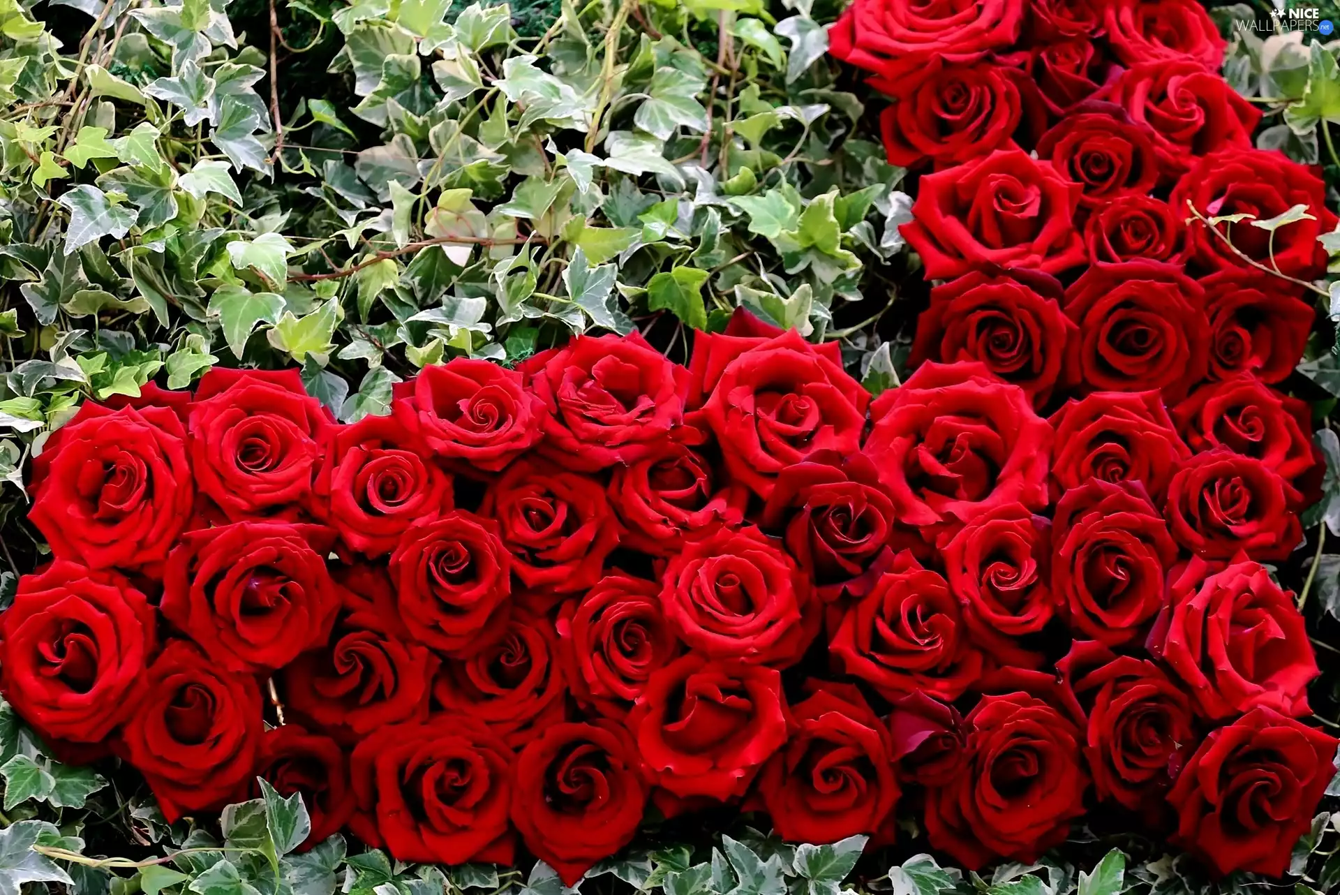 ivy, Red, roses